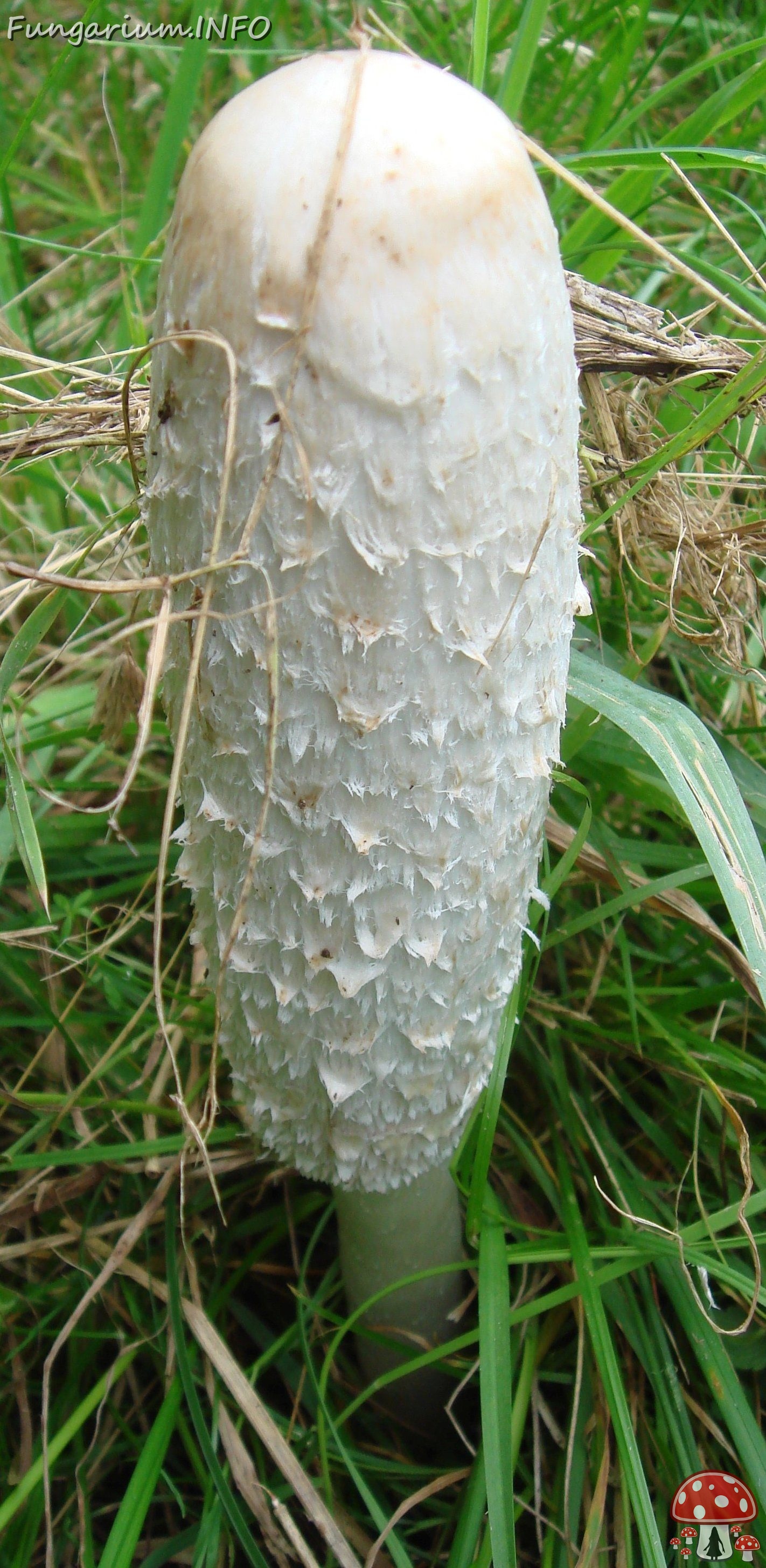 fungi-0003211_ 
