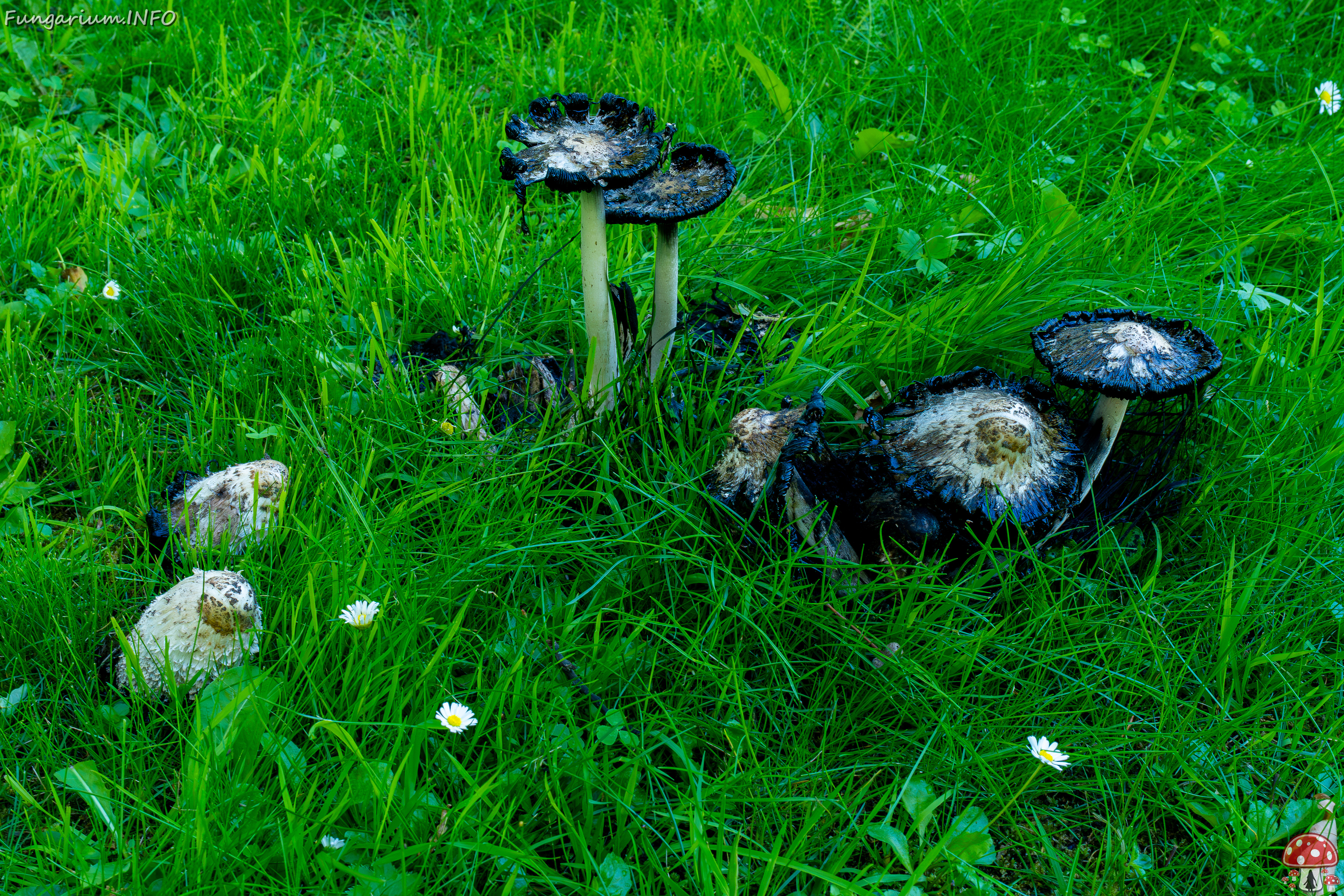 liivaoja_street_grassland_spot-10 