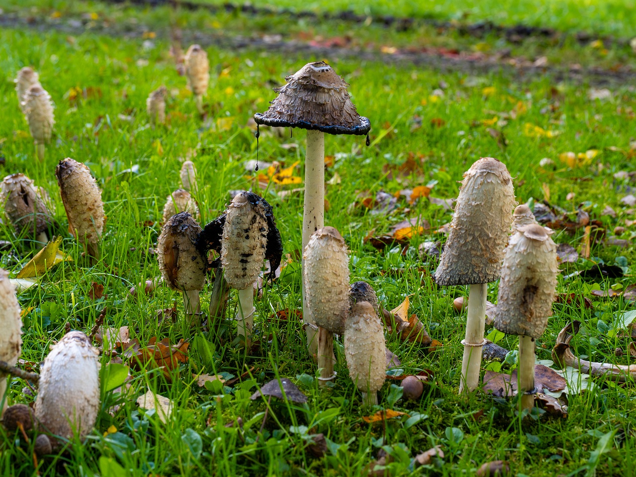 Coprinus comatus _2025-10-10_1-4