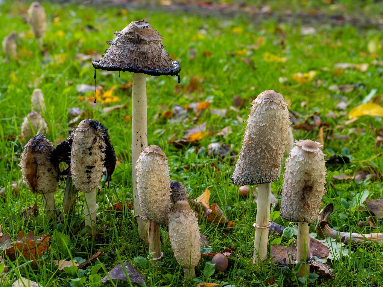 Coprinus comatus _2025-10-10_1-7