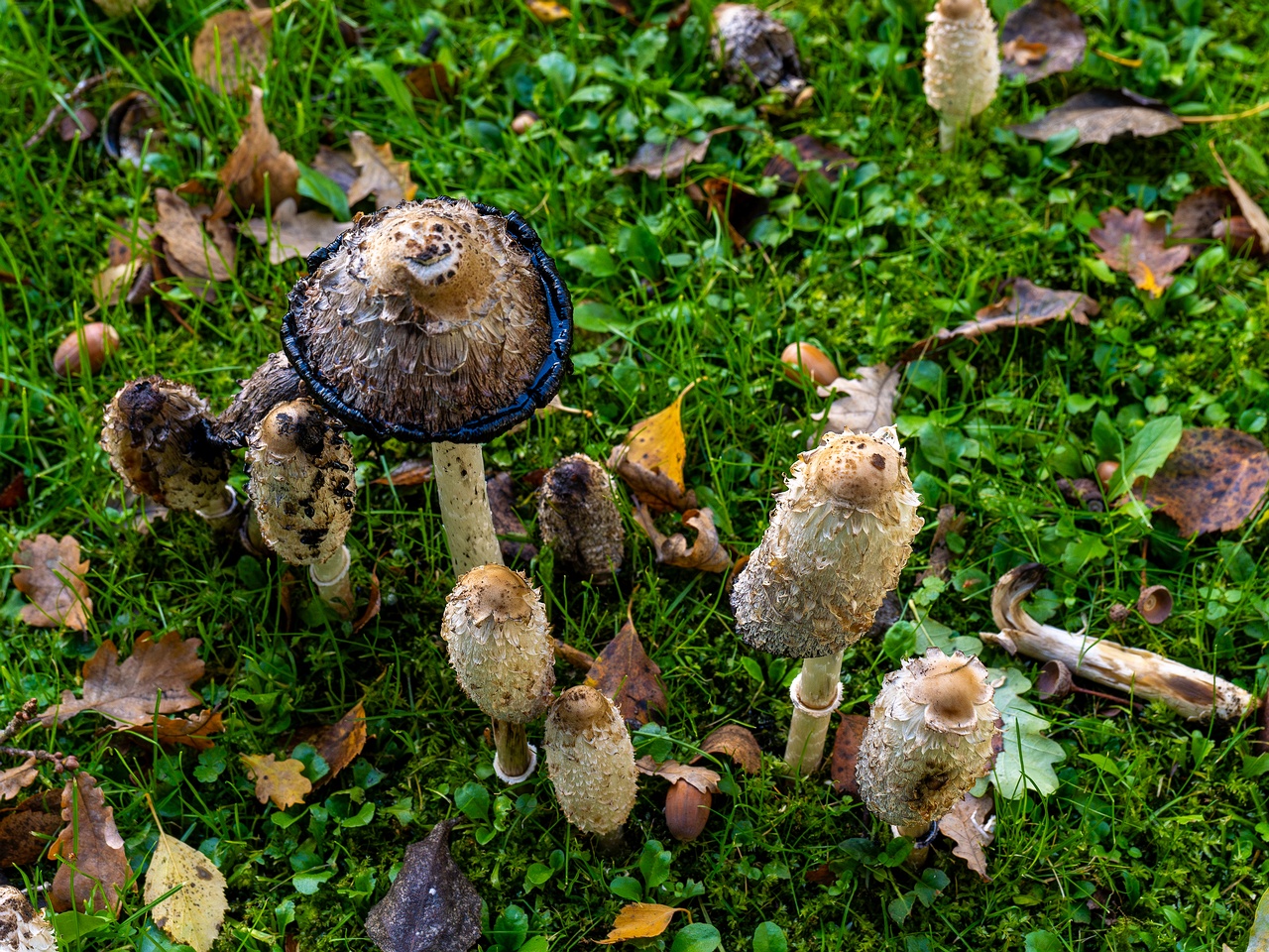 Coprinus comatus _2025-10-10_1-8