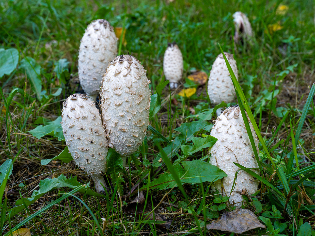 coprinus-comatus_1-1