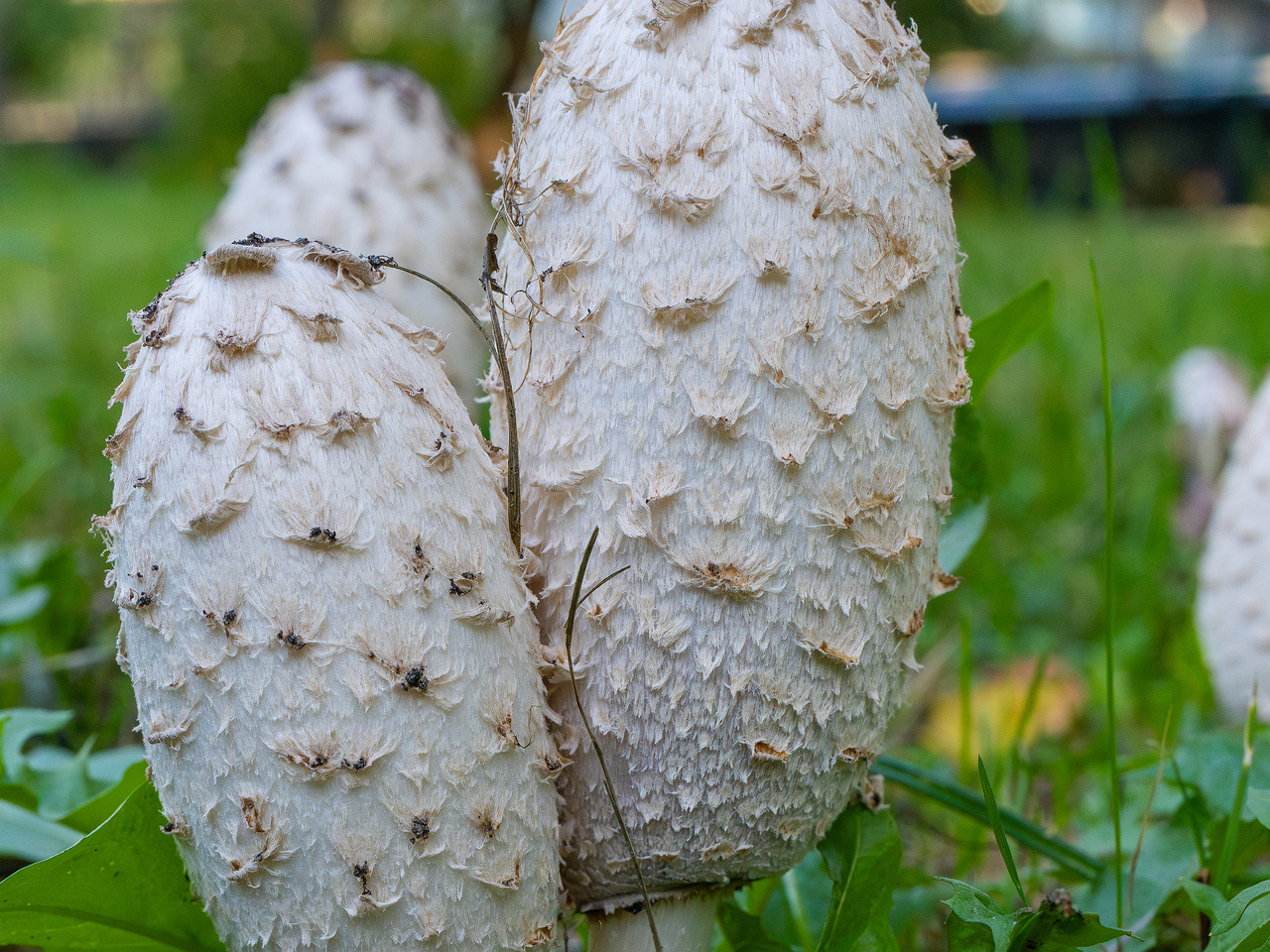 coprinus-comatus_1-10