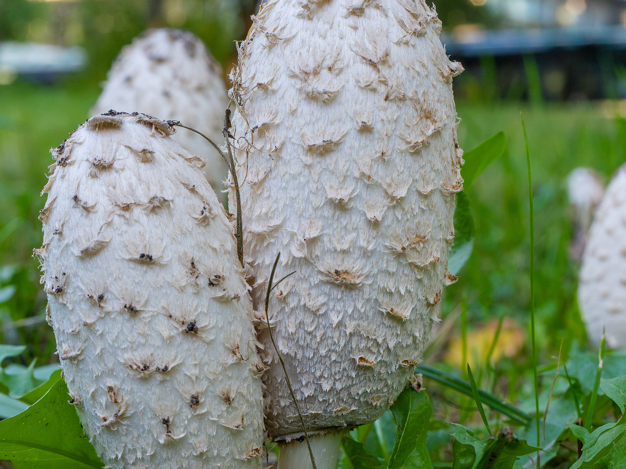 coprinus-comatus_1-11