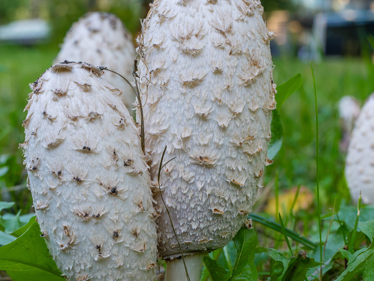 coprinus-comatus_1-12