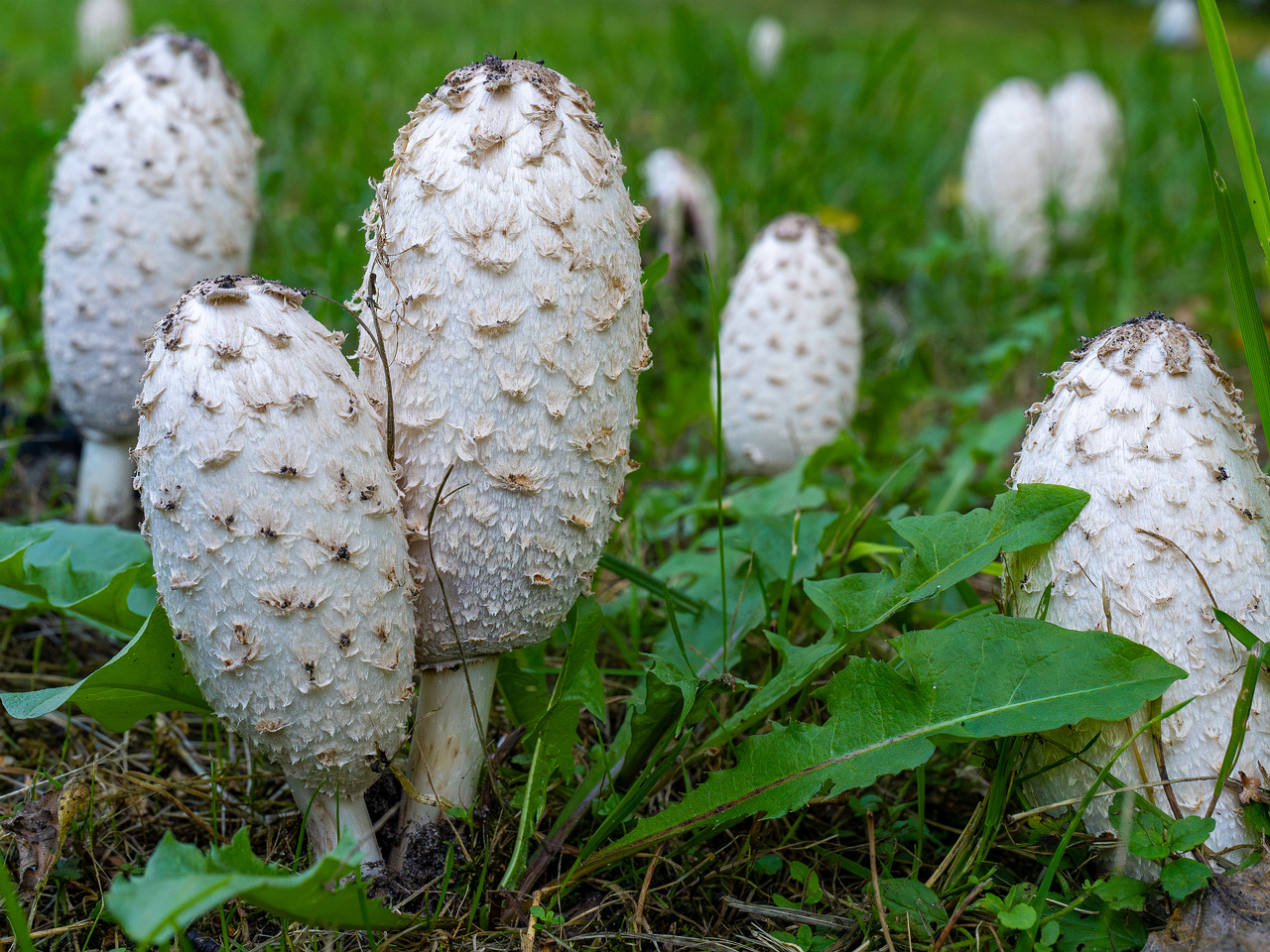 coprinus-comatus_1-14