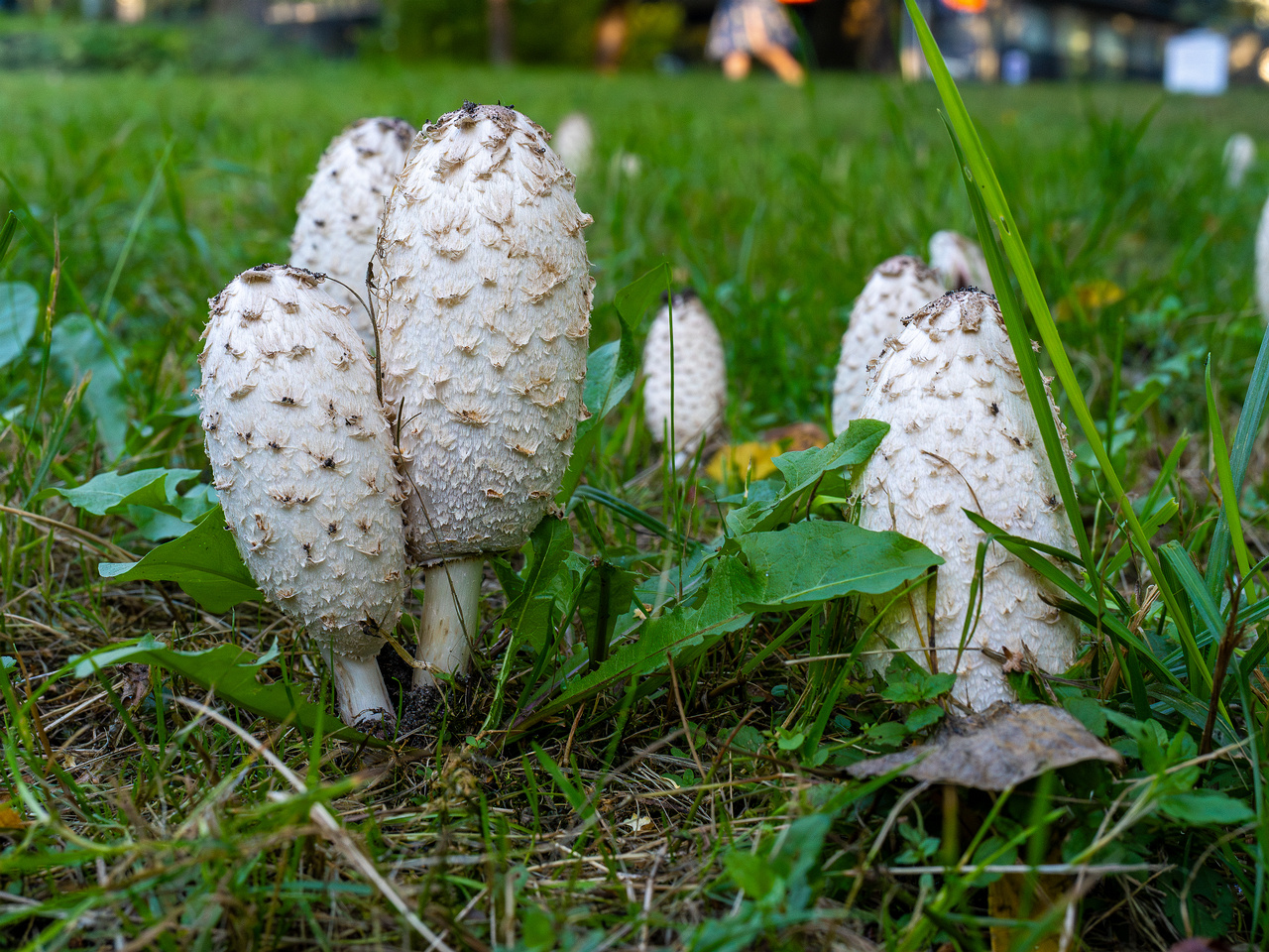 coprinus-comatus_1-15