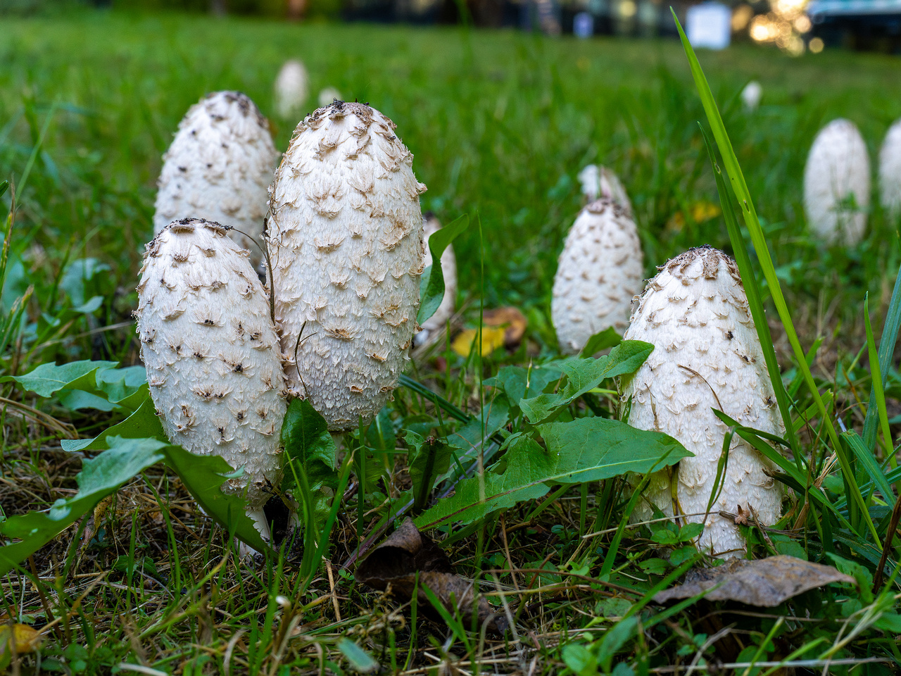 coprinus-comatus_1-2