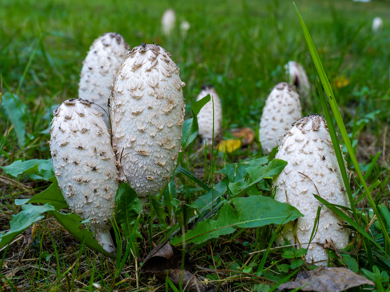 coprinus-comatus_1-3