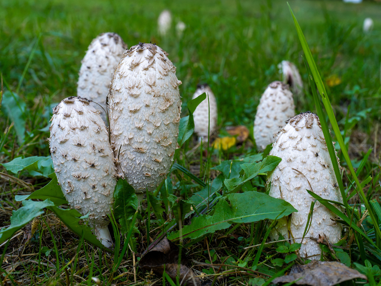 coprinus-comatus_1-4