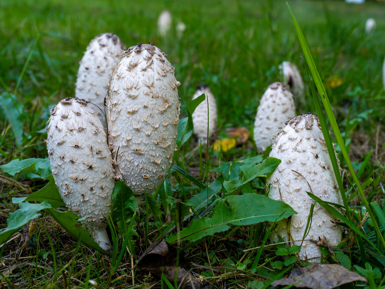 coprinus-comatus_1-5