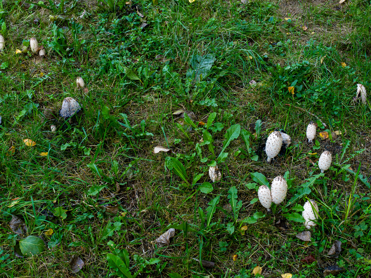 coprinus-comatus_1-6