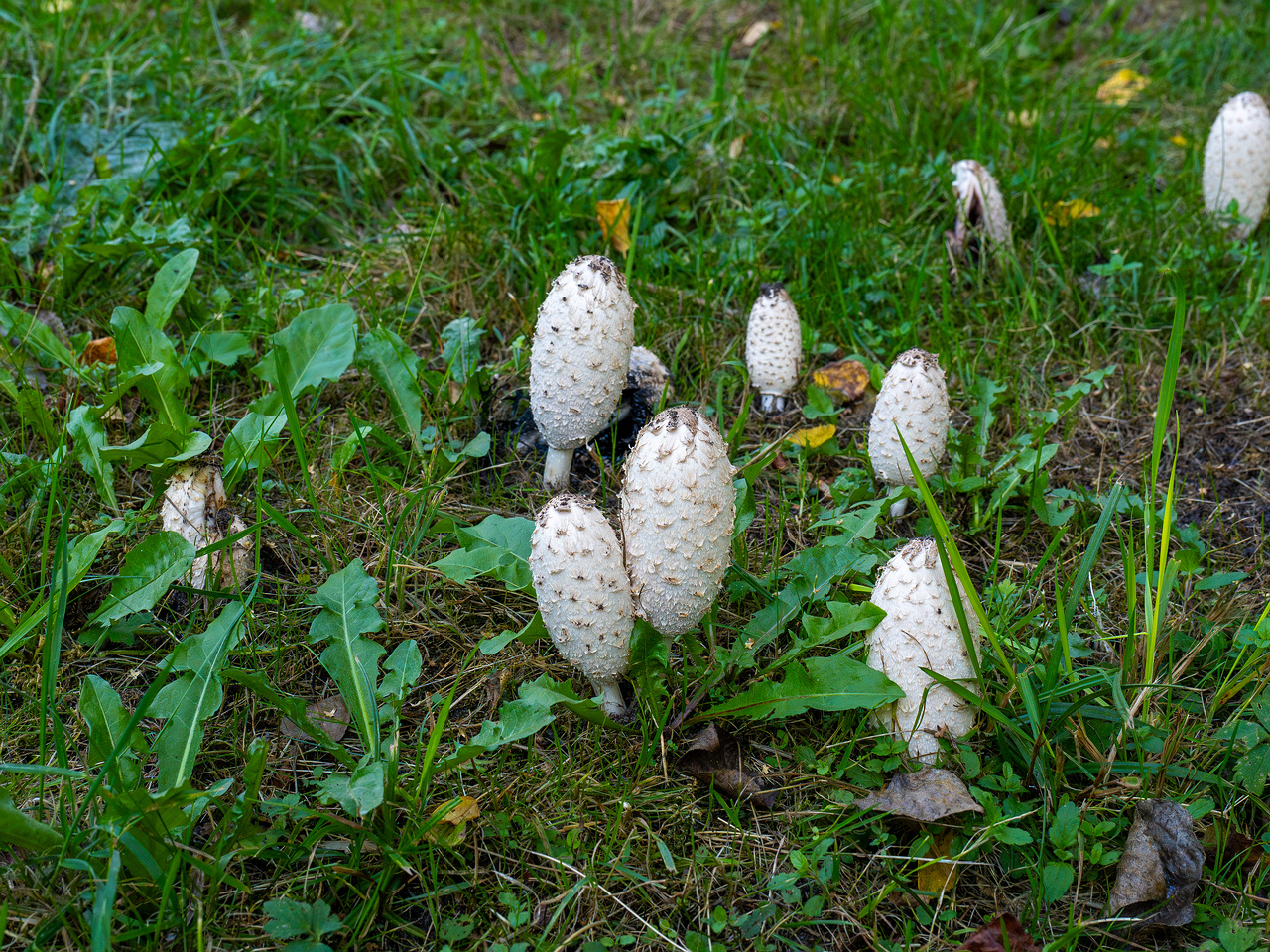 coprinus-comatus_1-7