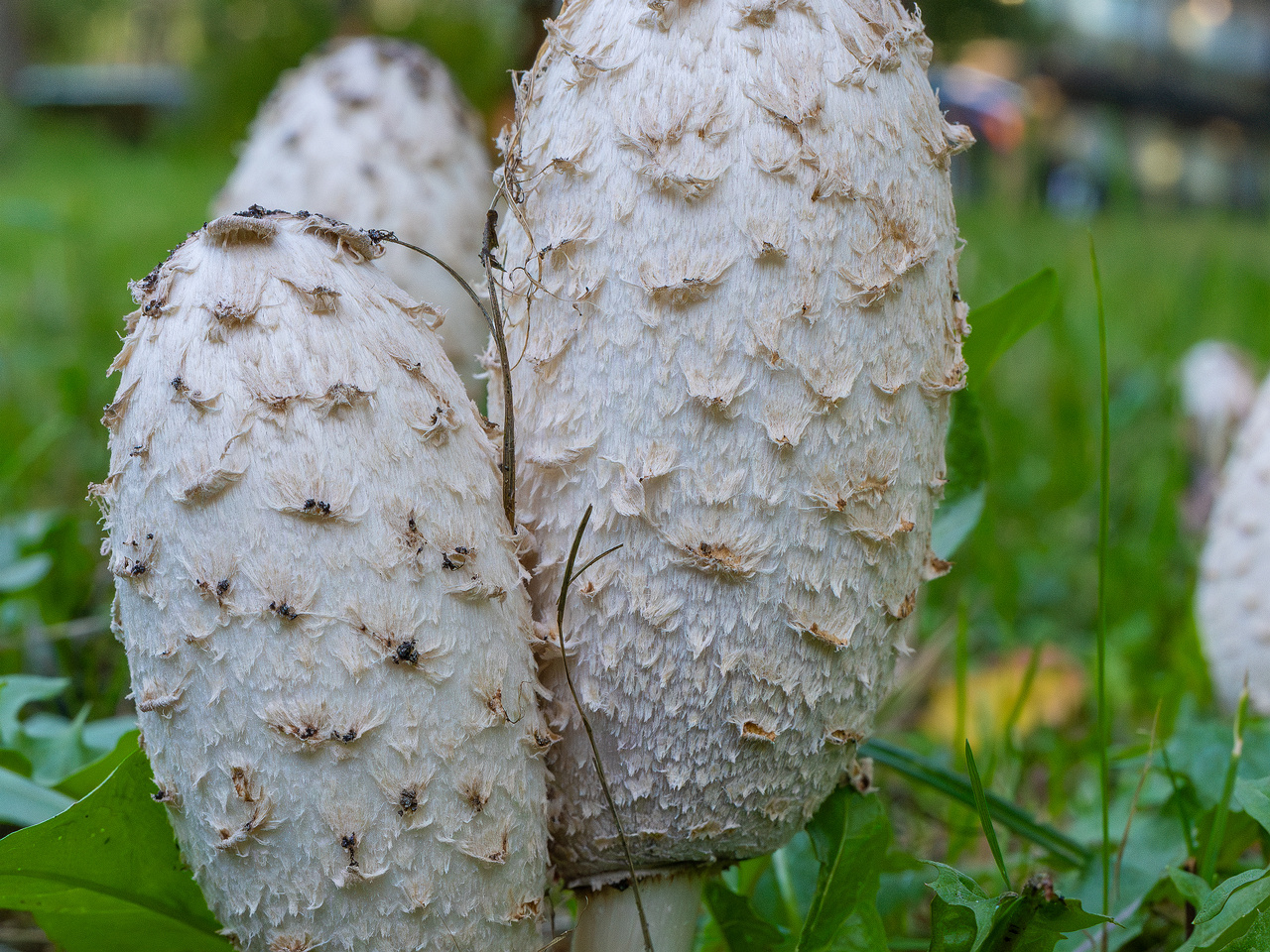 coprinus-comatus_1-9