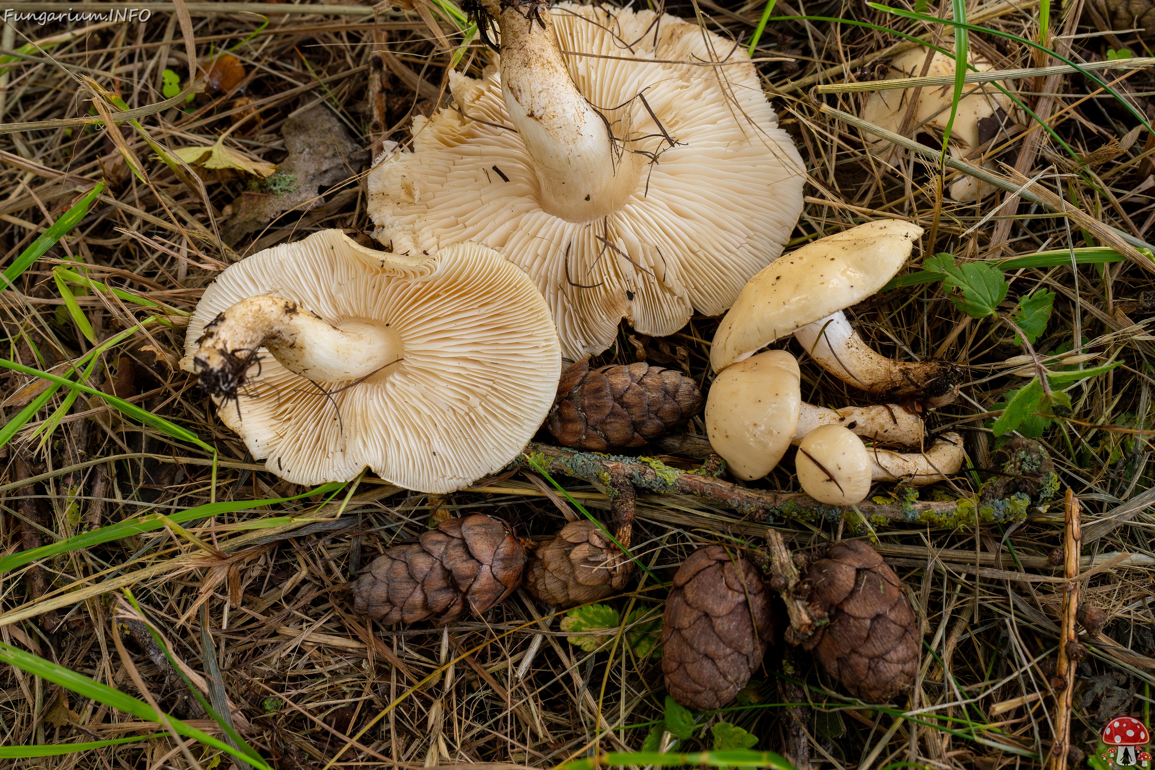 Chamaemyces fracidus _2025-07-15_2-15 
