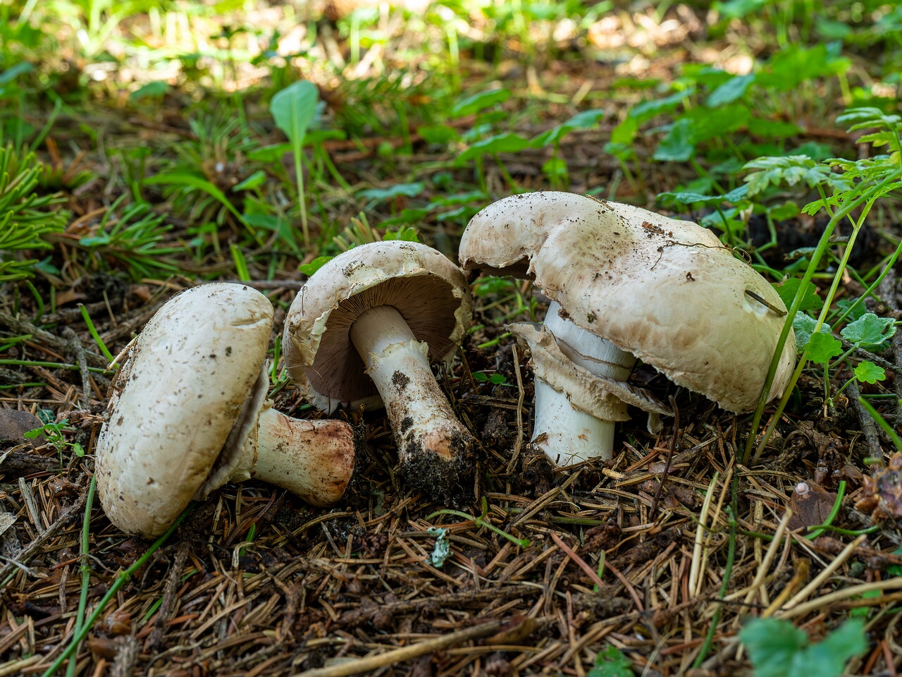 !Agaricus bernardii _2026-09-05_3-7
