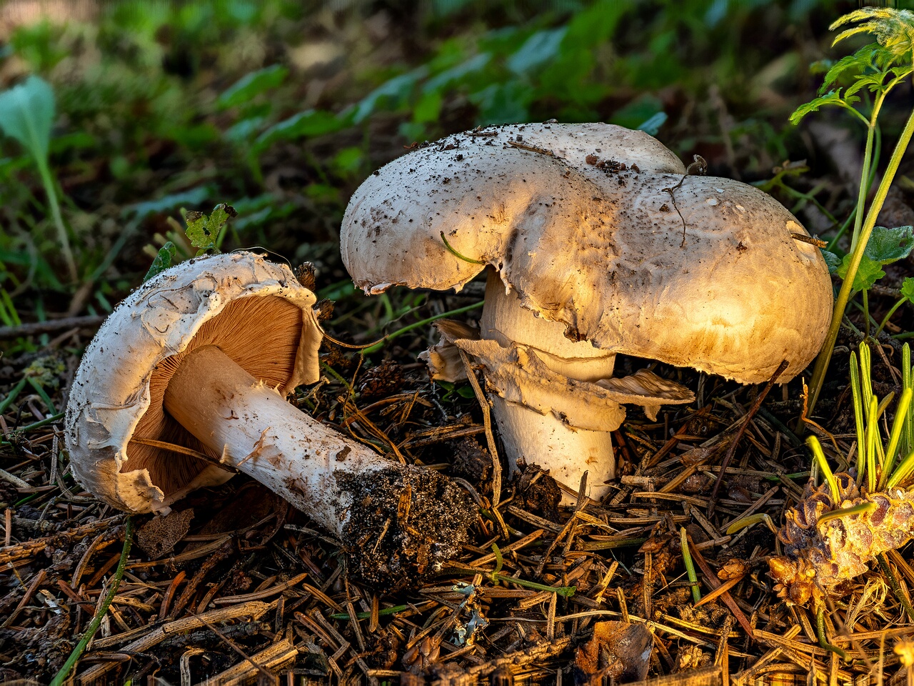 Agaricus bernardii _2026-09-05_1-1