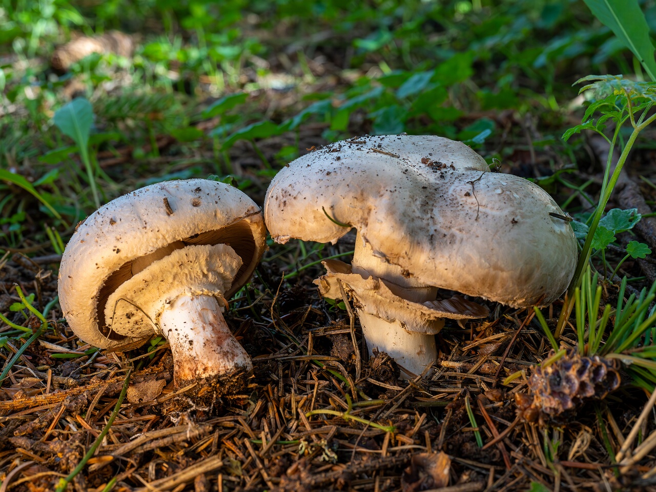 Agaricus bernardii _2026-09-05_2-2