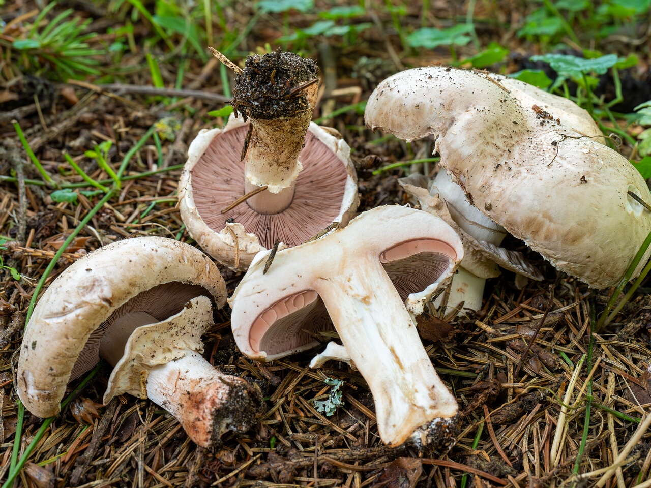 Agaricus bernardii _2026-09-05_3-10
