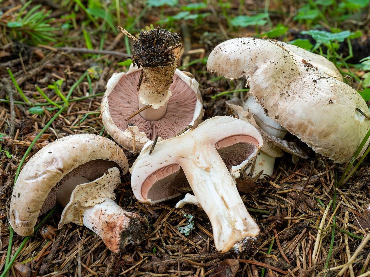 Agaricus bernardii _2026-09-05_3-12
