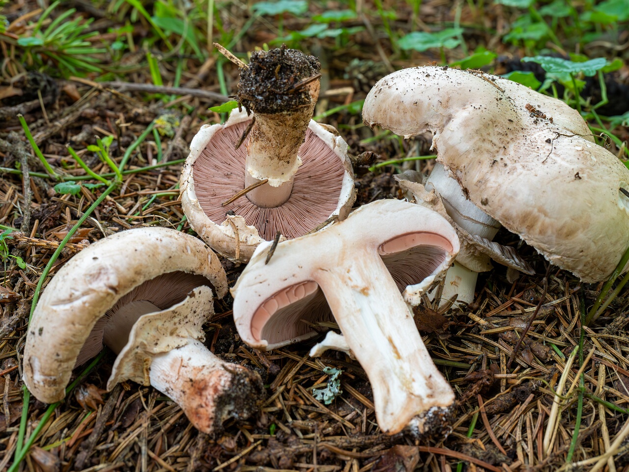 Agaricus bernardii _2026-09-05_3-13
