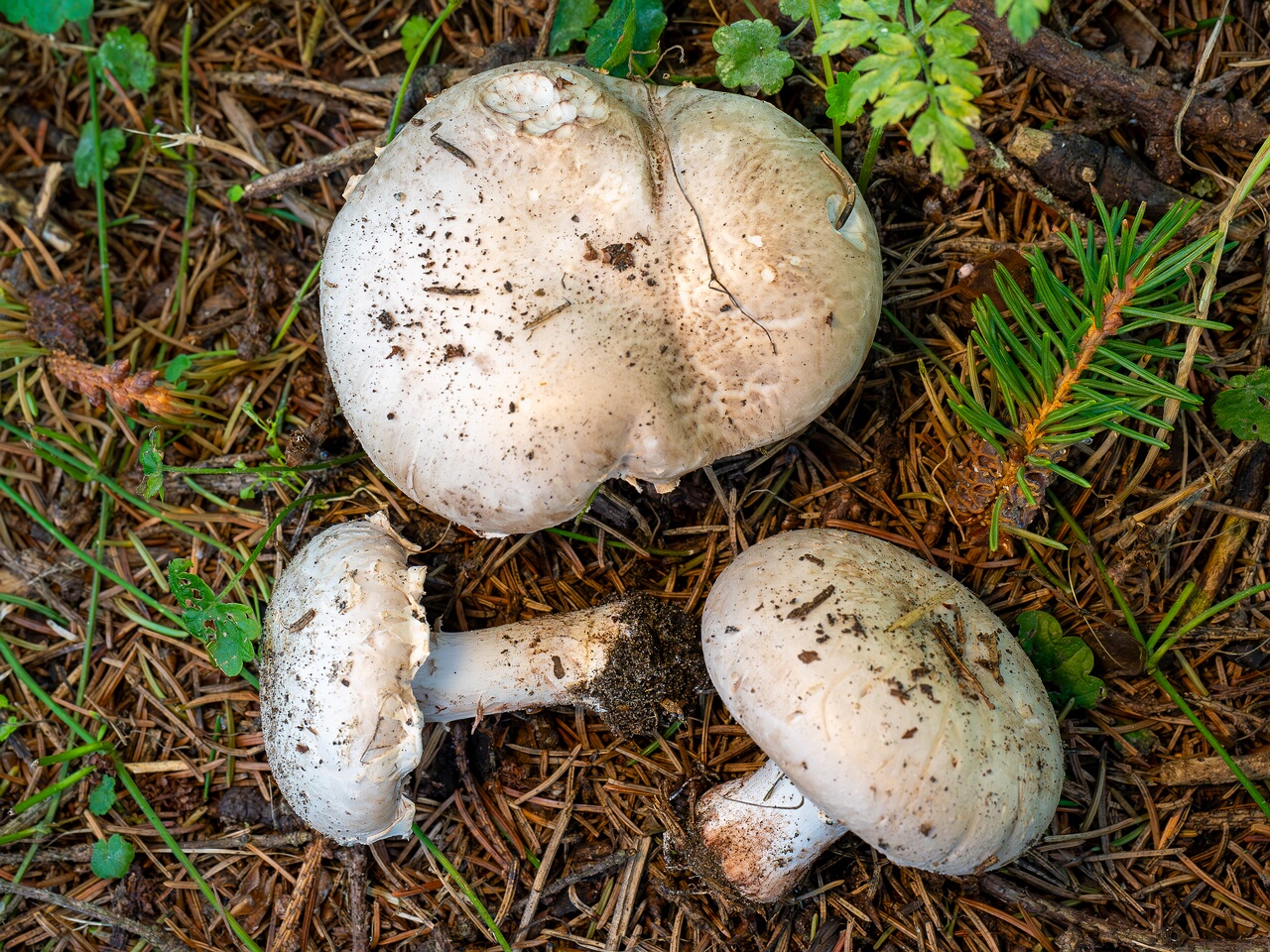 Agaricus bernardii _2026-09-05_3-2