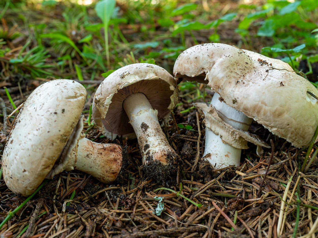 Agaricus bernardii _2026-09-05_3-6
