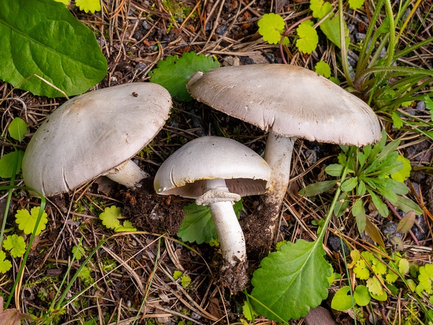 Шампиньон желтокожий - Agaricus xanthodermus