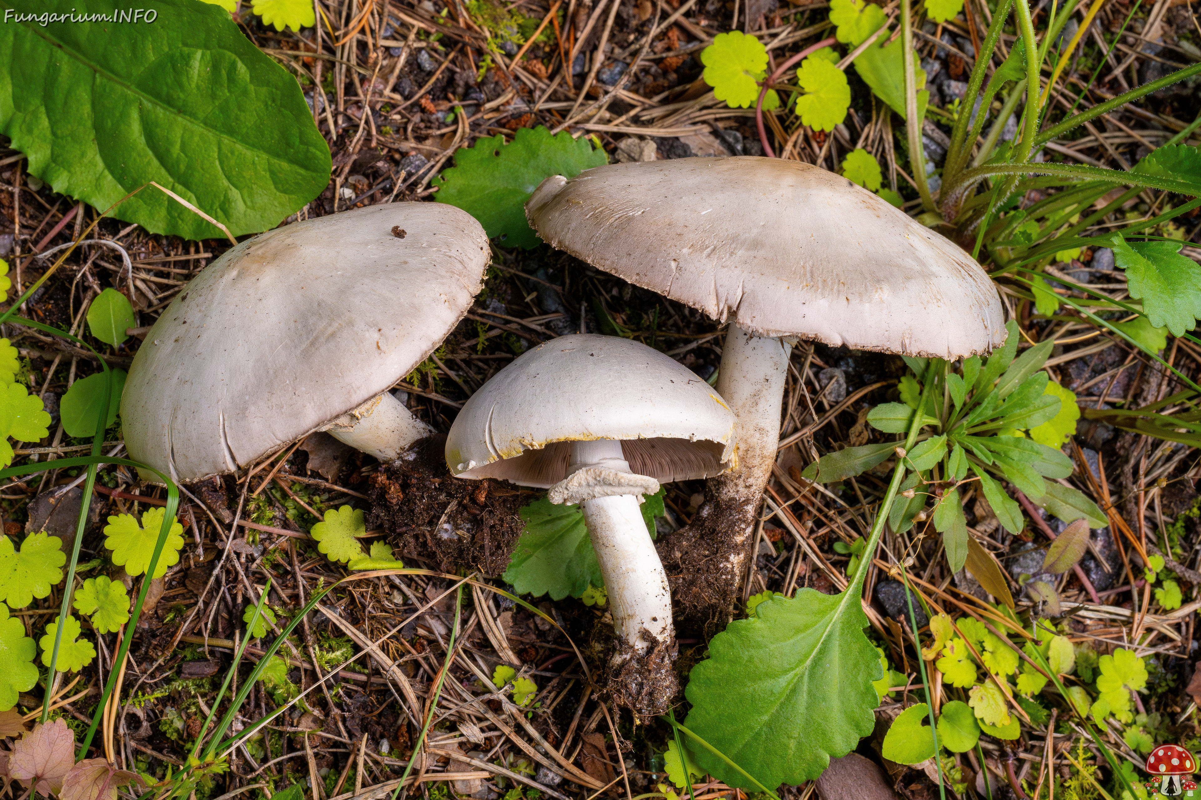 !agaricus-xanthodermus_1-15 