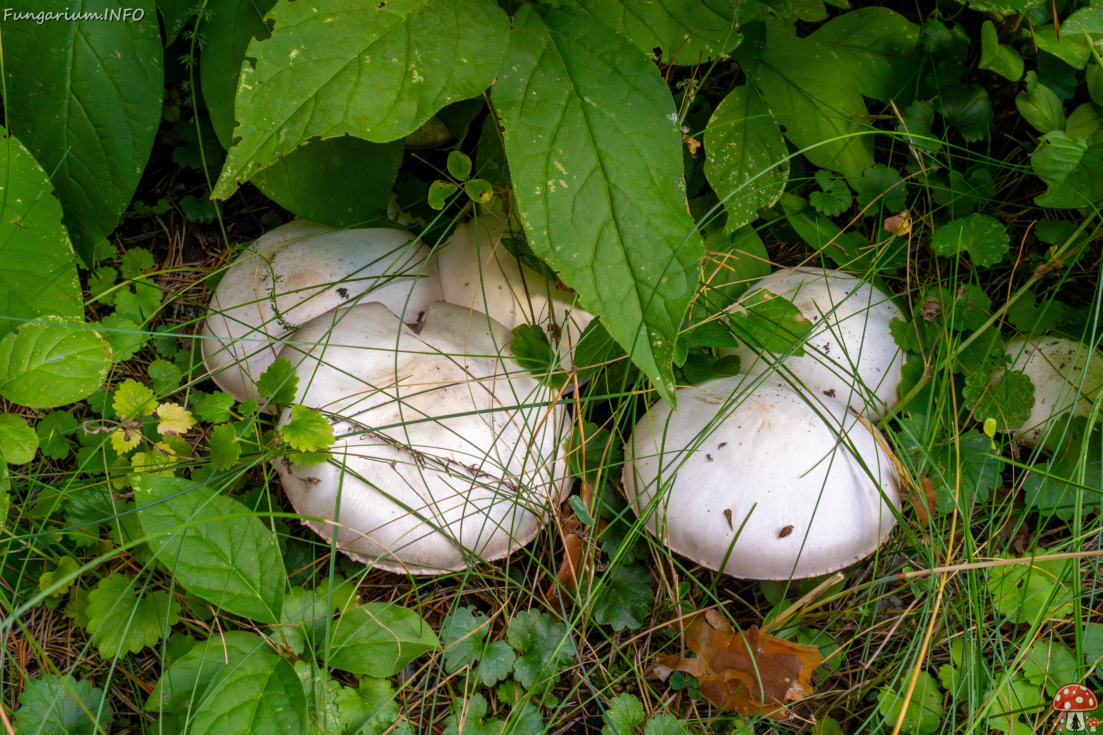 agaricus-xanthodermus_1-1 