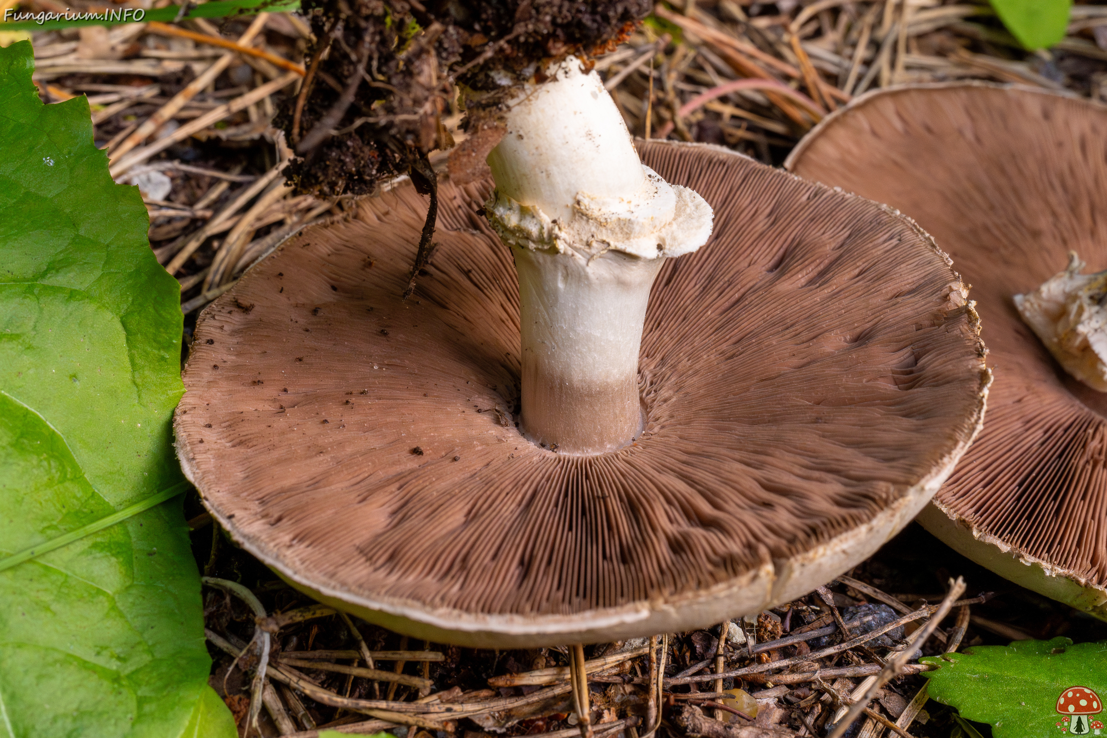 agaricus-xanthodermus_1-11 