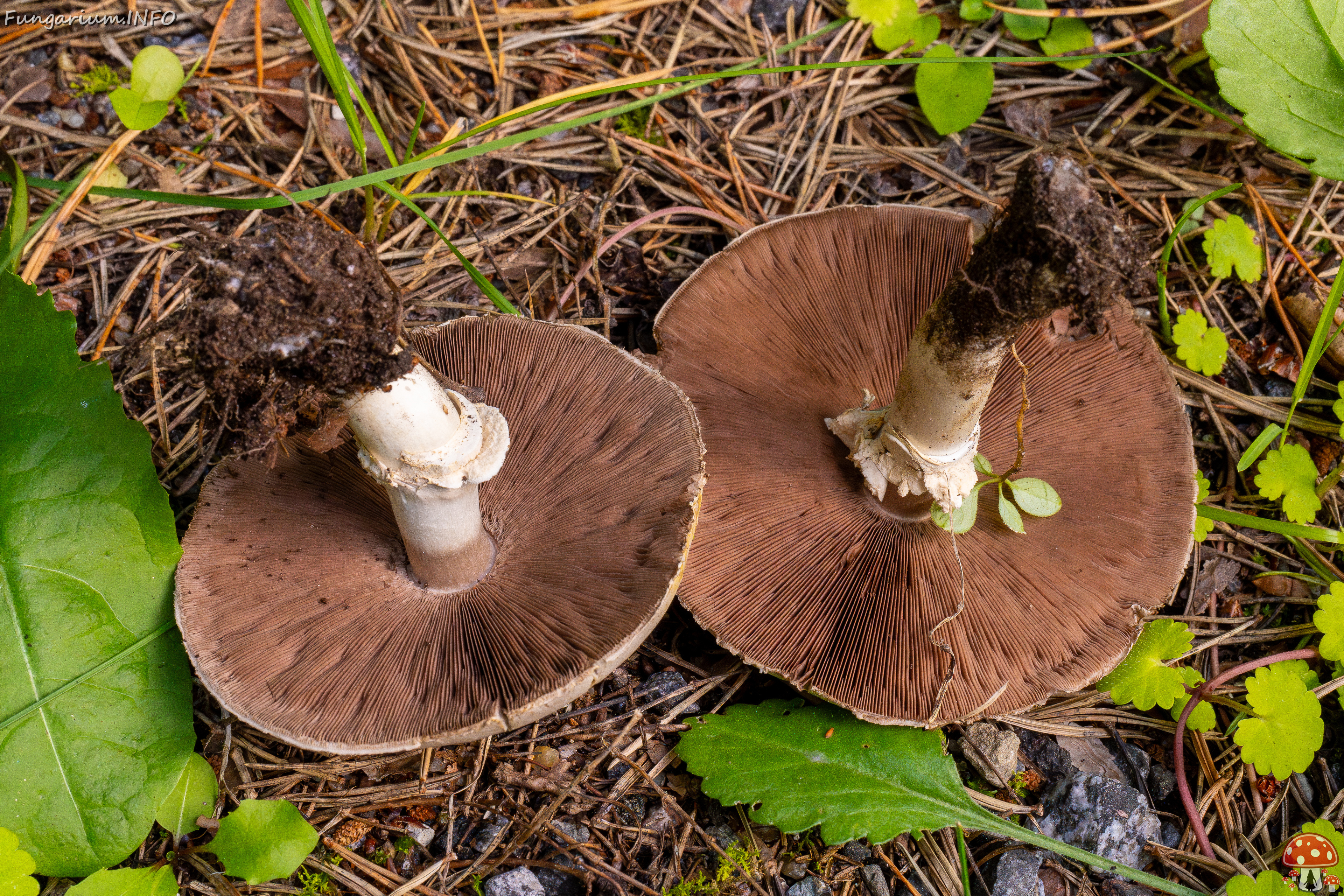 agaricus-xanthodermus_1-12 