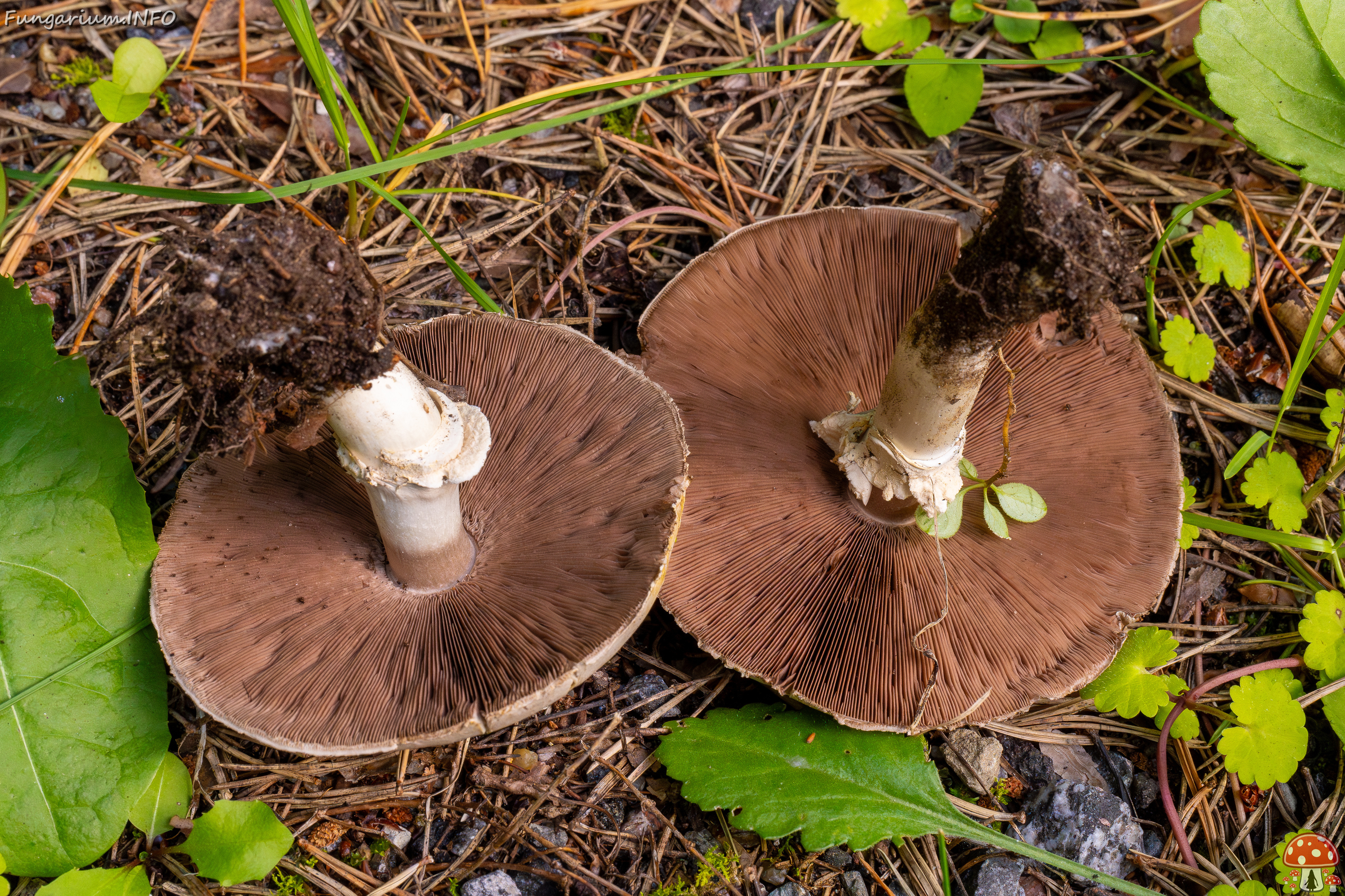 agaricus-xanthodermus_1-13 