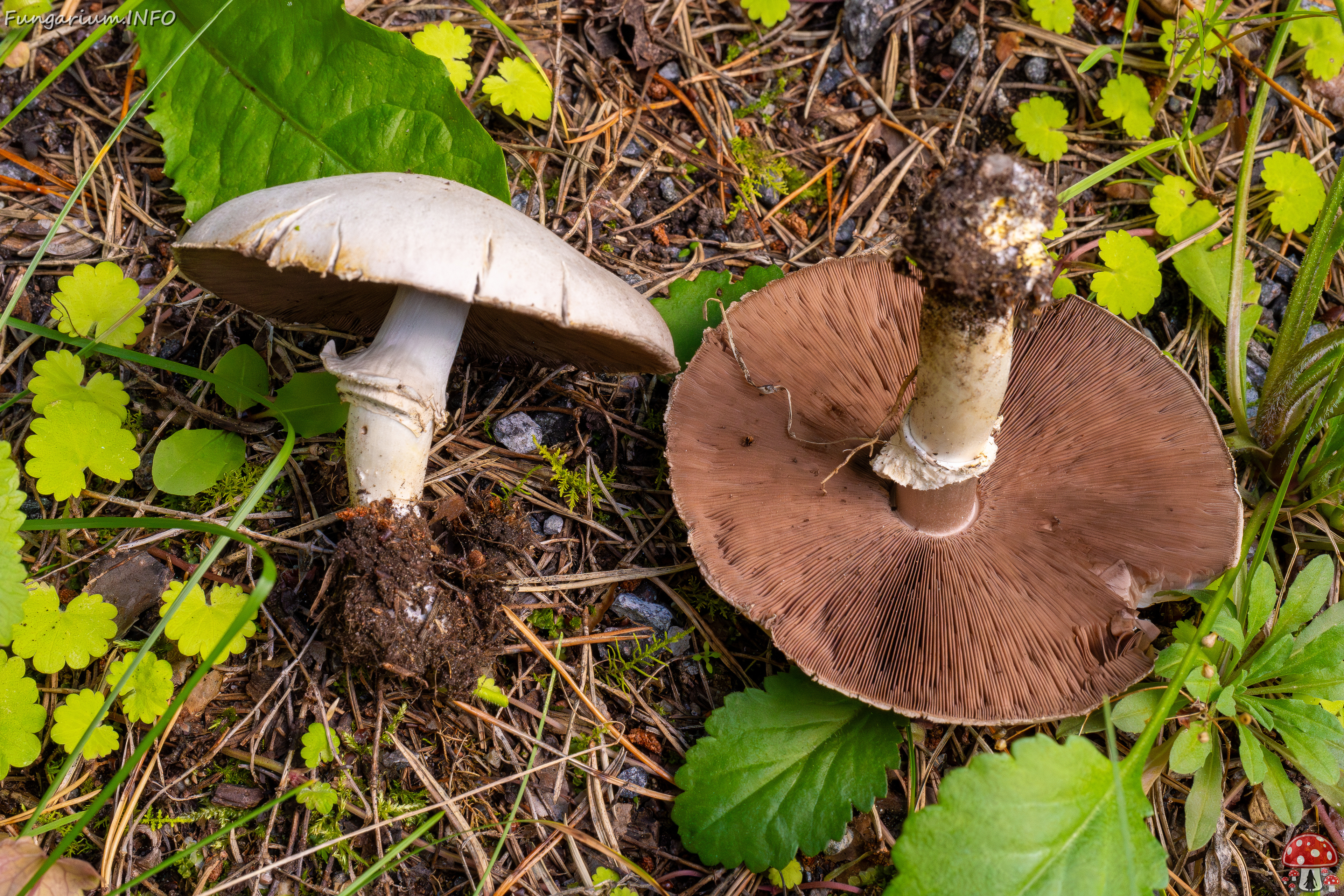 agaricus-xanthodermus_1-14 