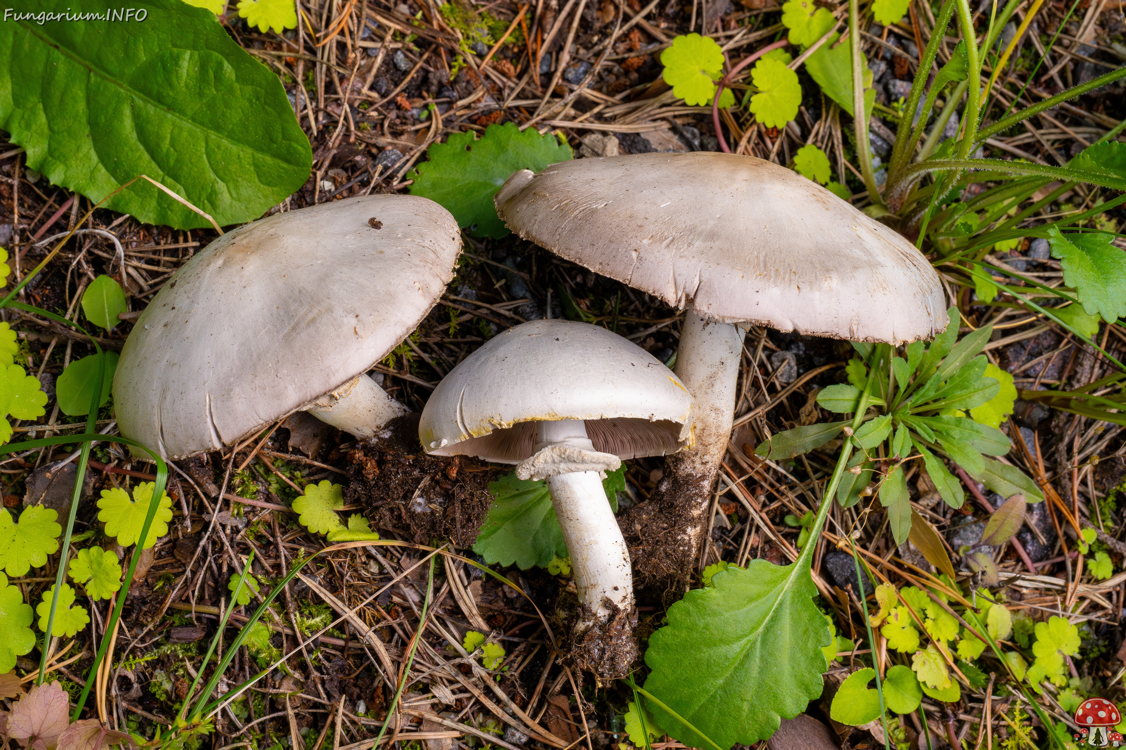 agaricus-xanthodermus_1-16 