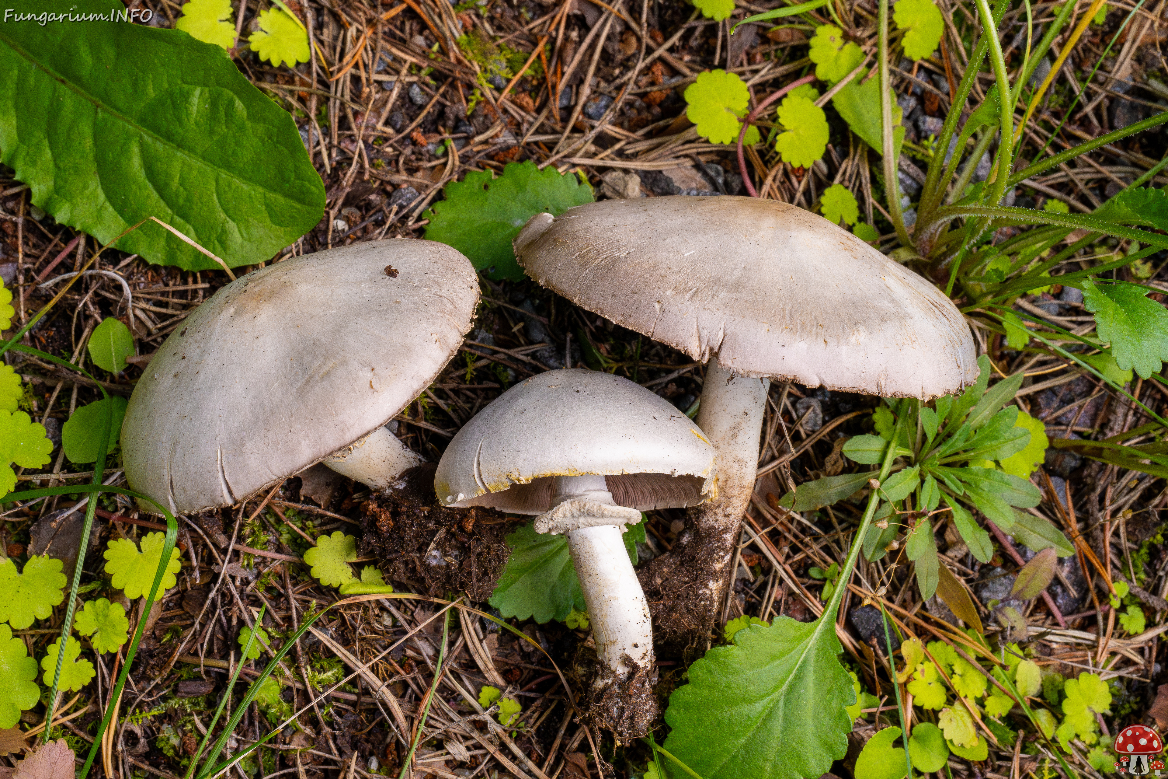 agaricus-xanthodermus_1-17 