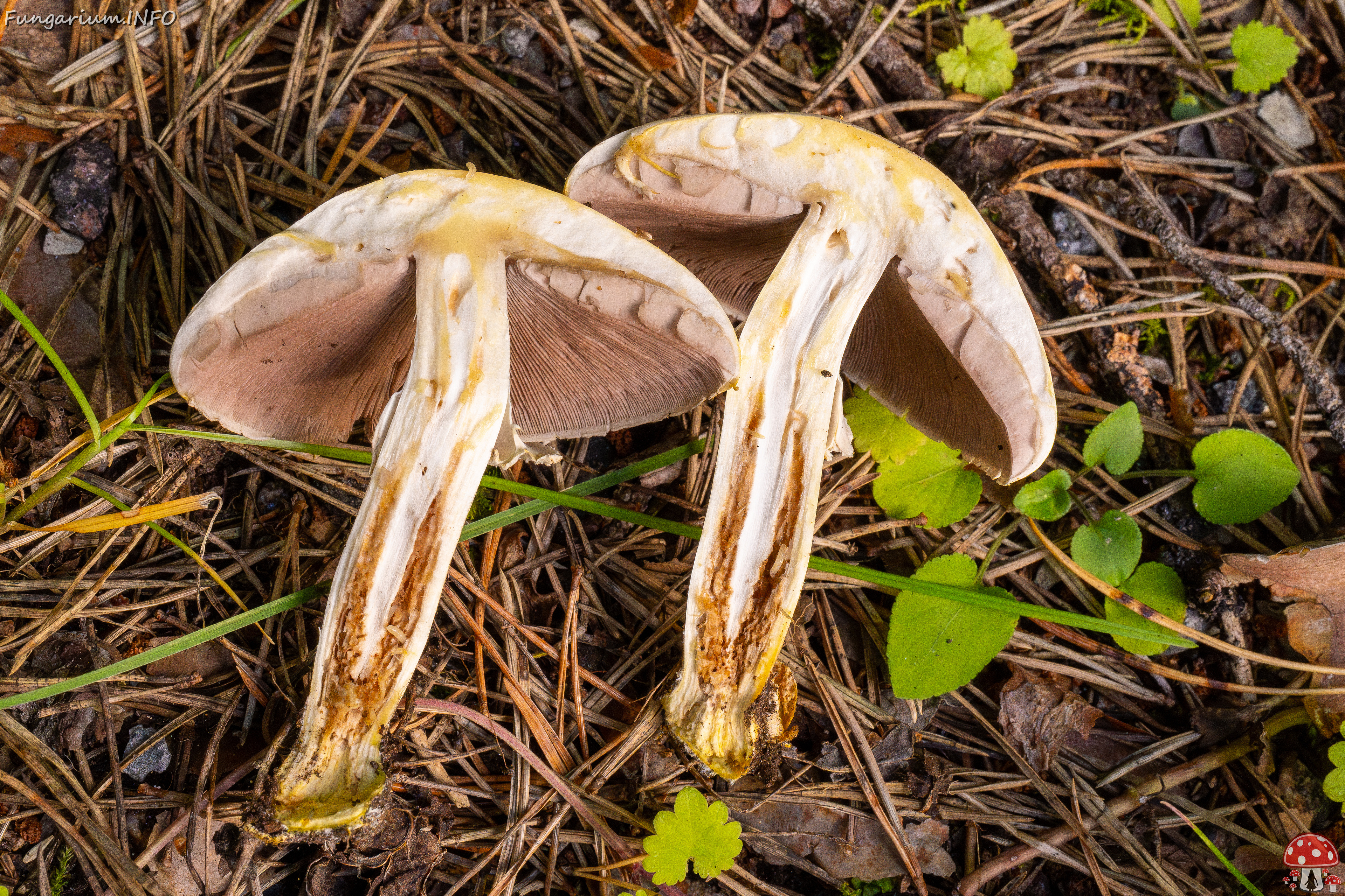 agaricus-xanthodermus_1-19 