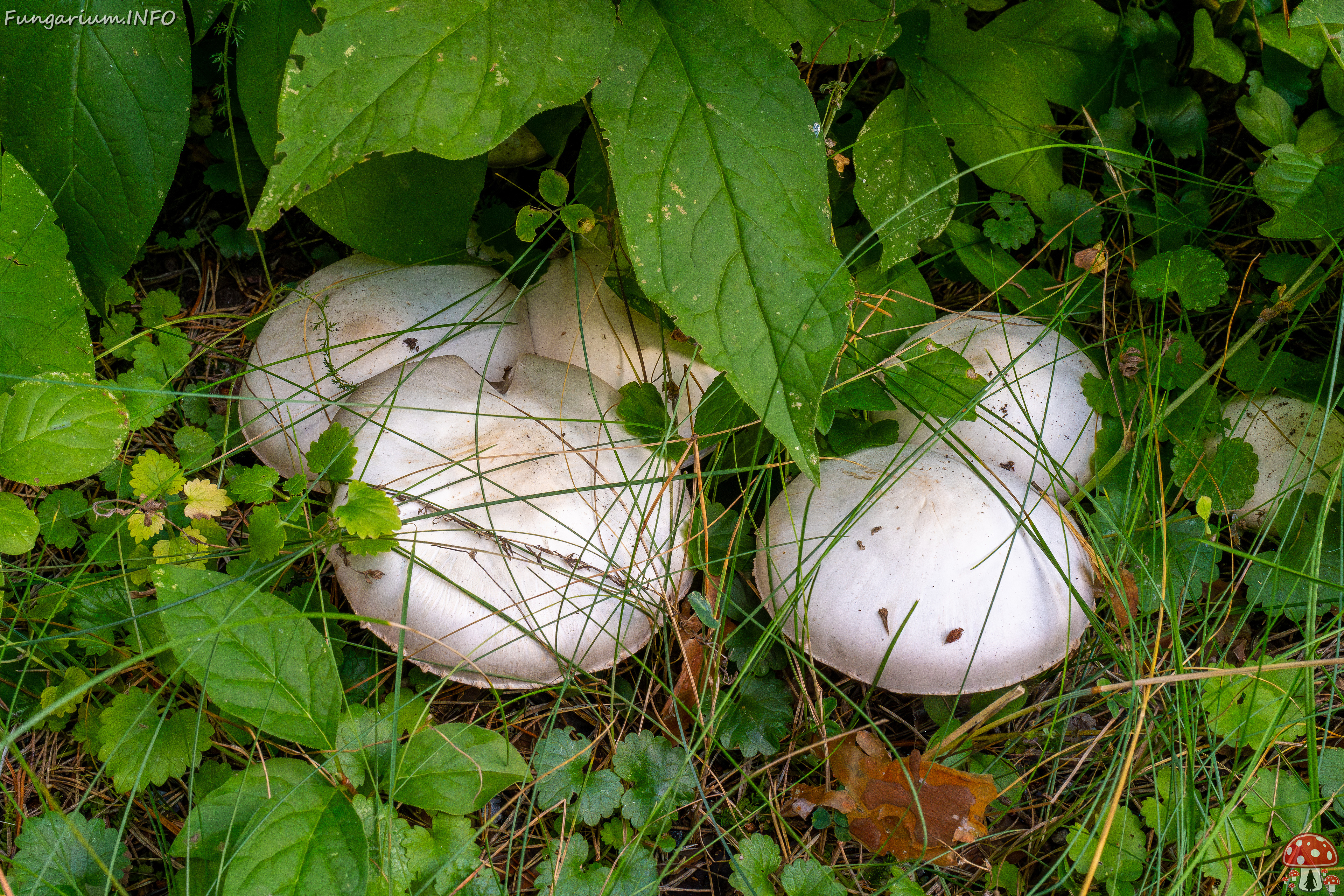 agaricus-xanthodermus_1-2 