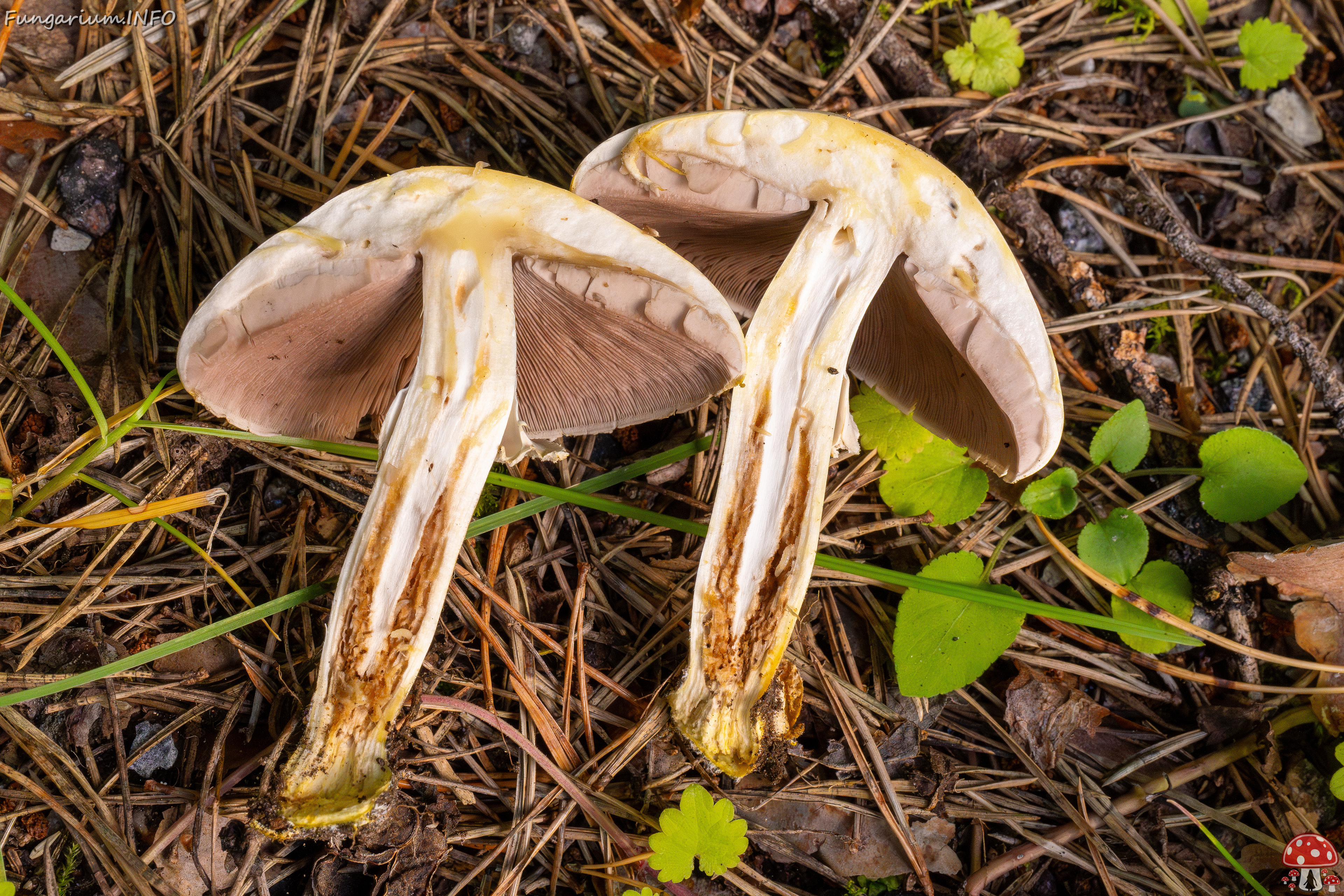 agaricus-xanthodermus_1-20 