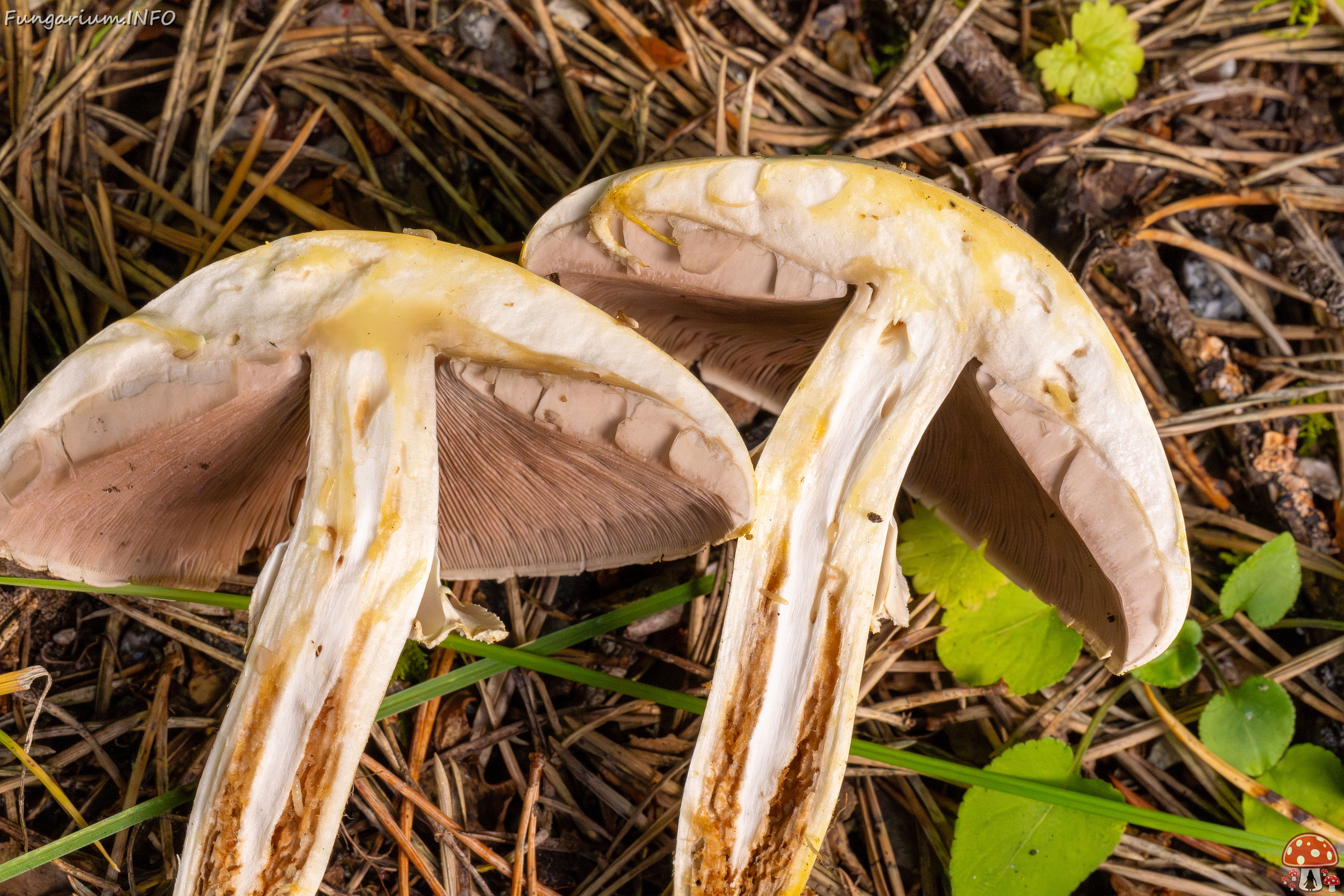 agaricus-xanthodermus_1-21 