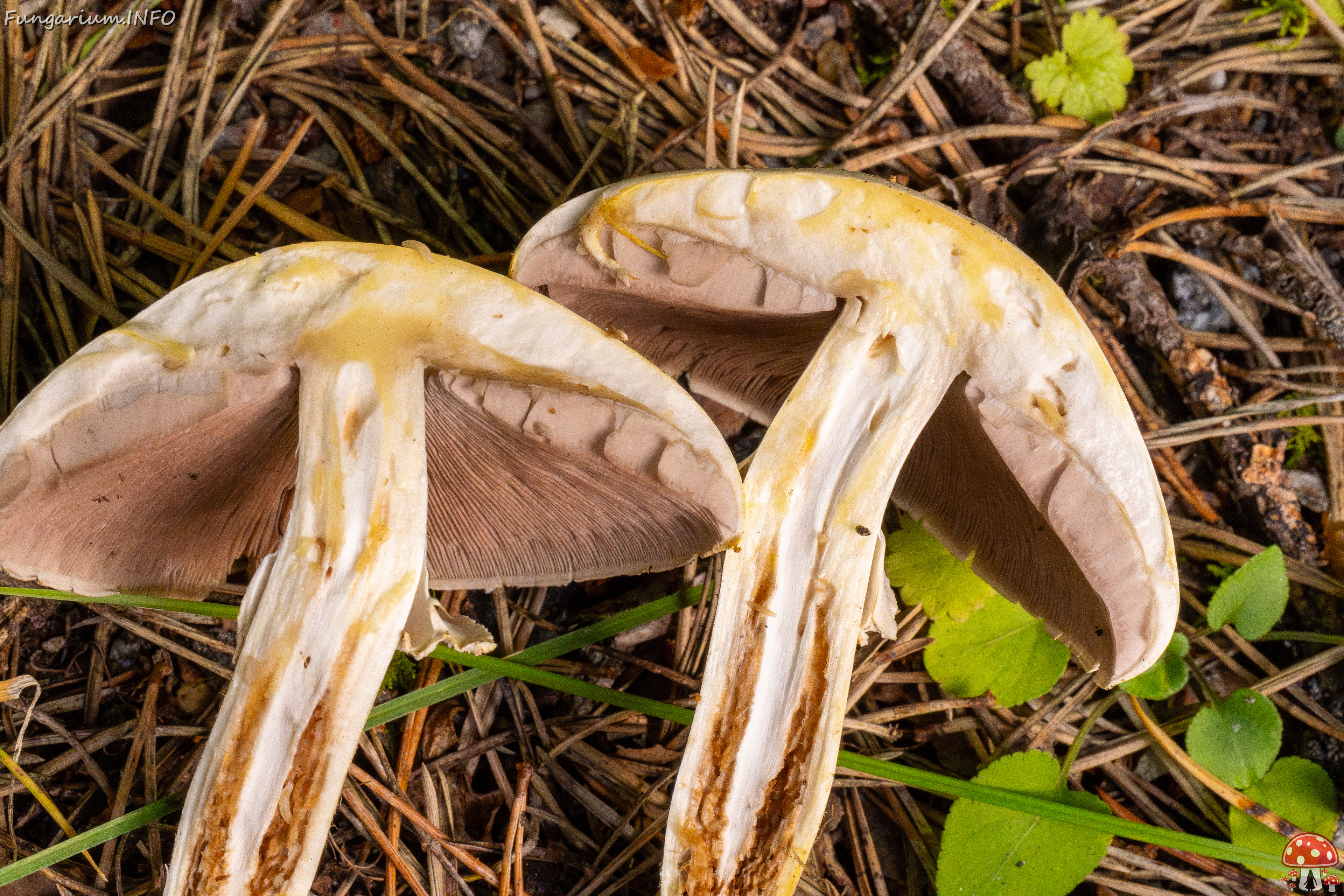 agaricus-xanthodermus_1-22 