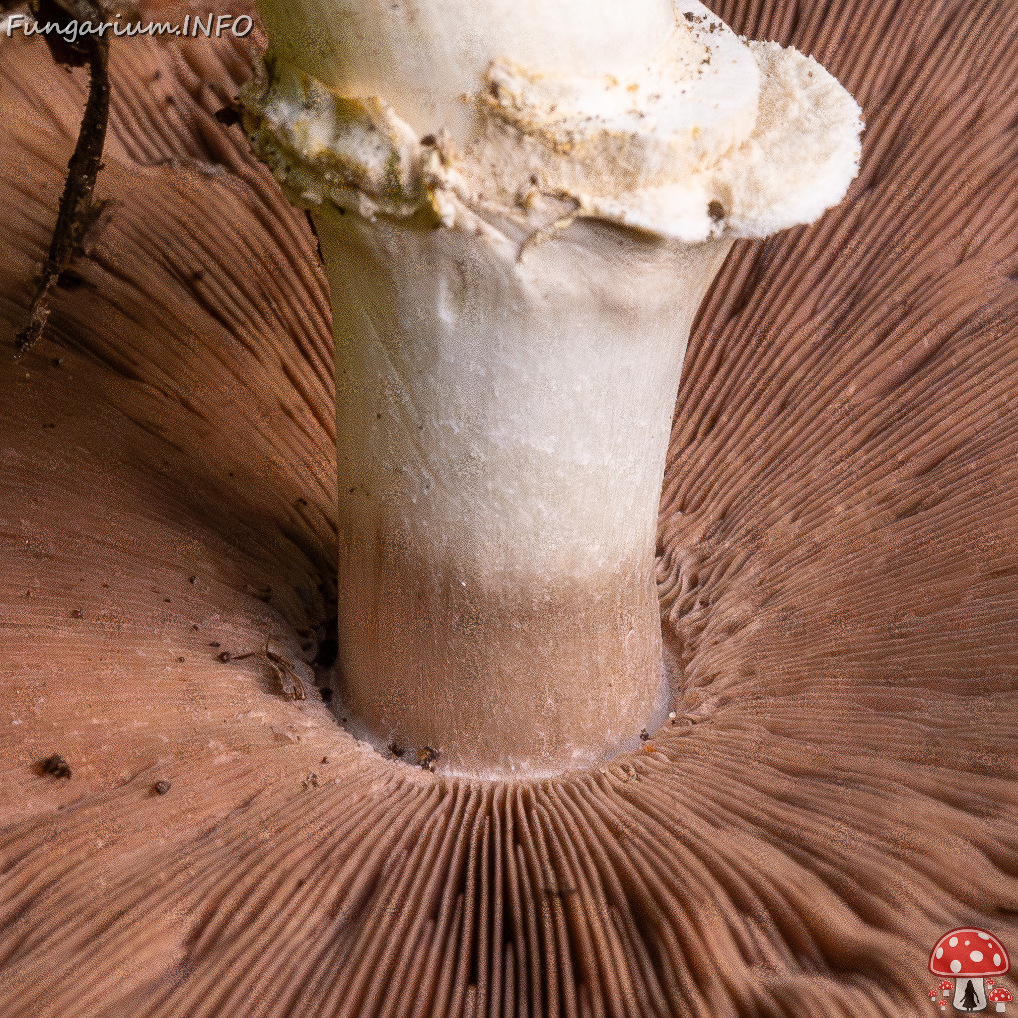 agaricus-xanthodermus_1-23 