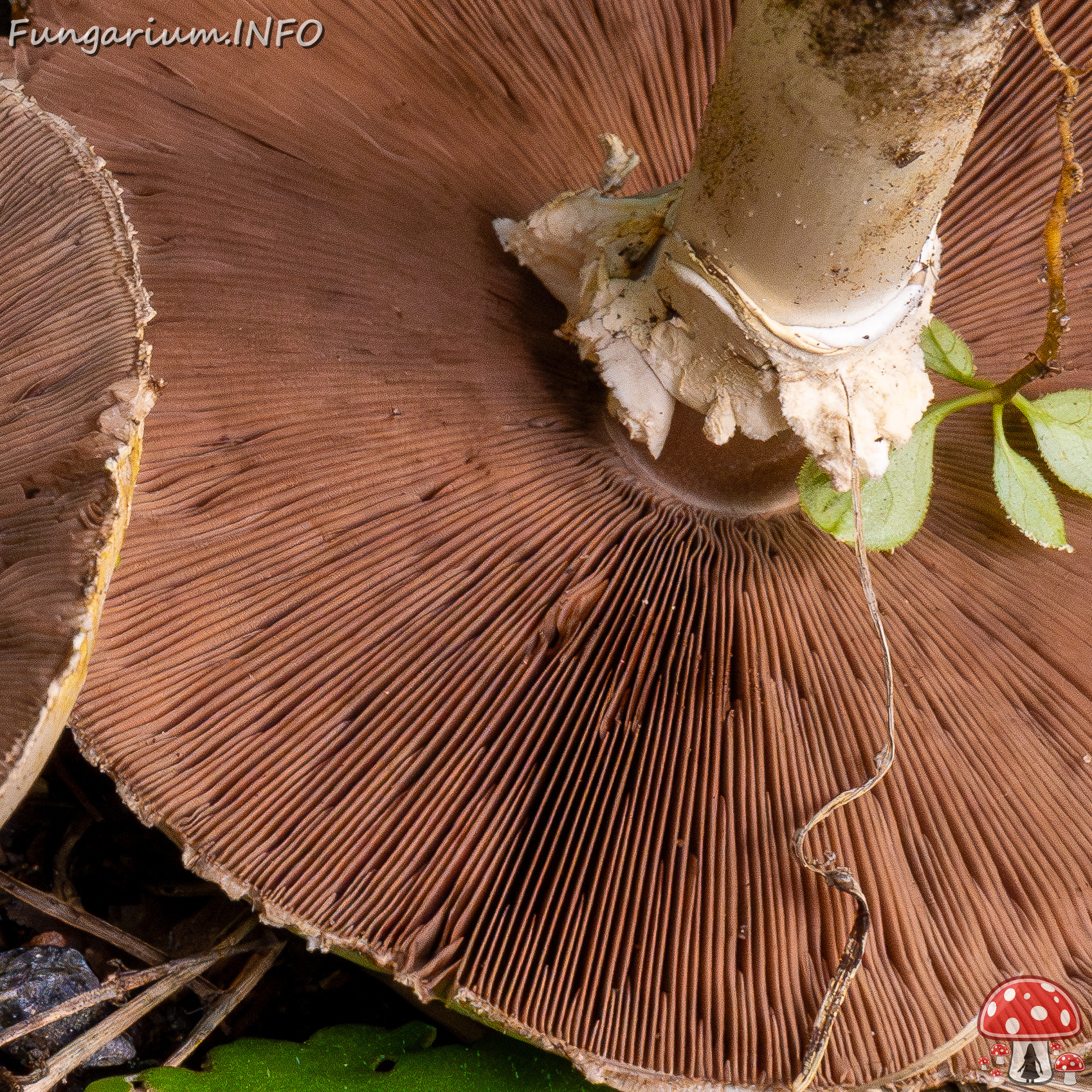 agaricus-xanthodermus_1-24 