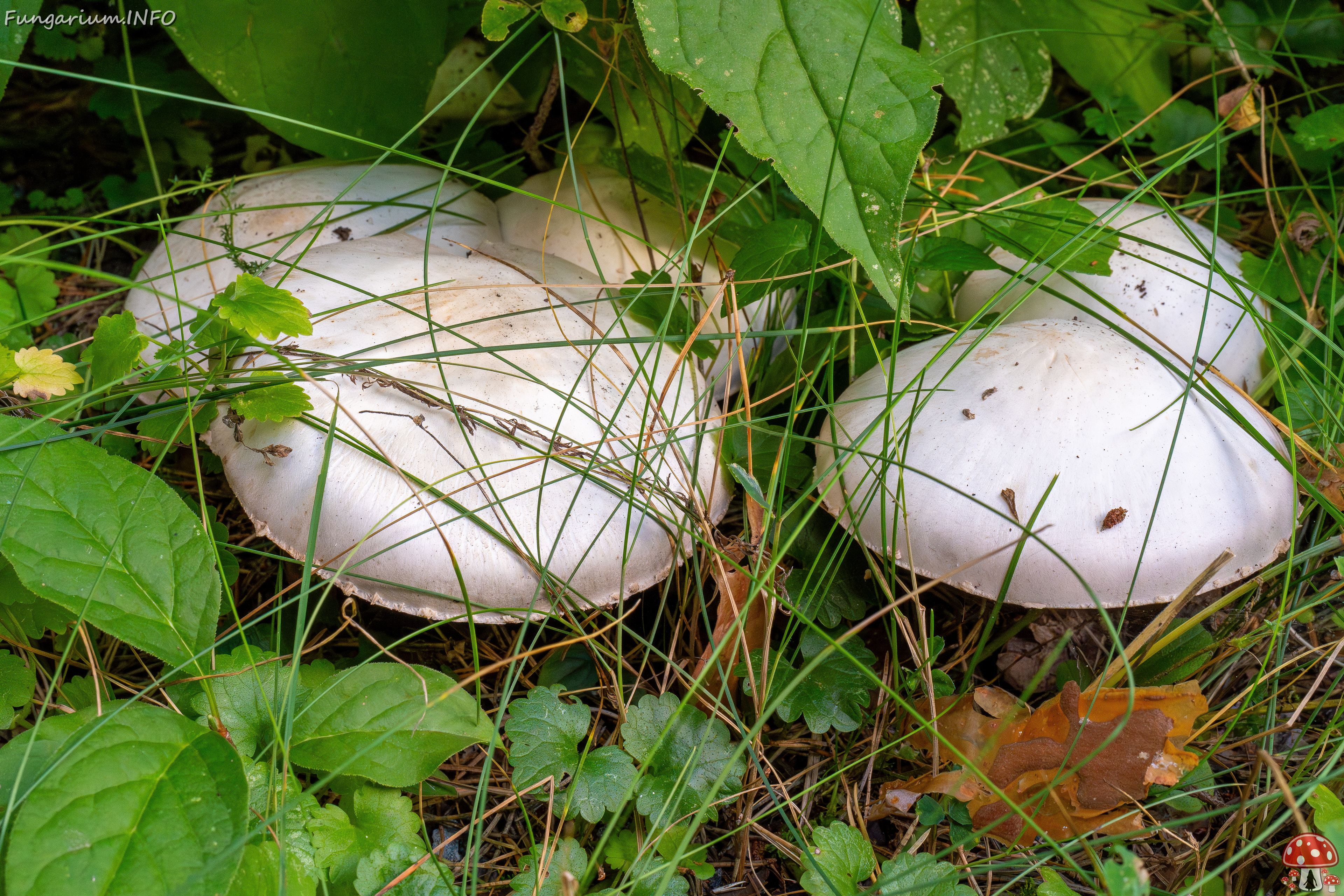 agaricus-xanthodermus_1-3 