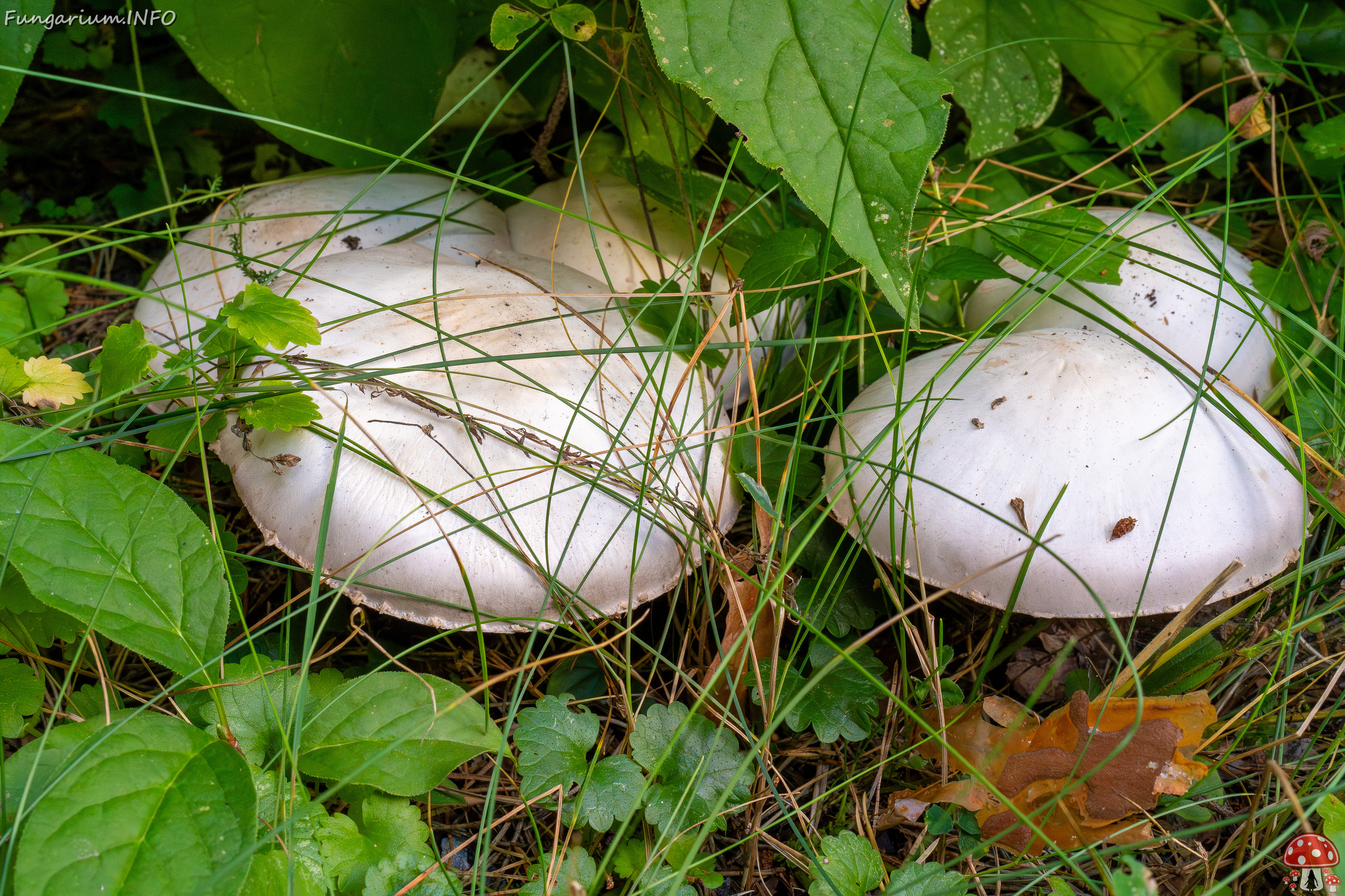 agaricus-xanthodermus_1-4 