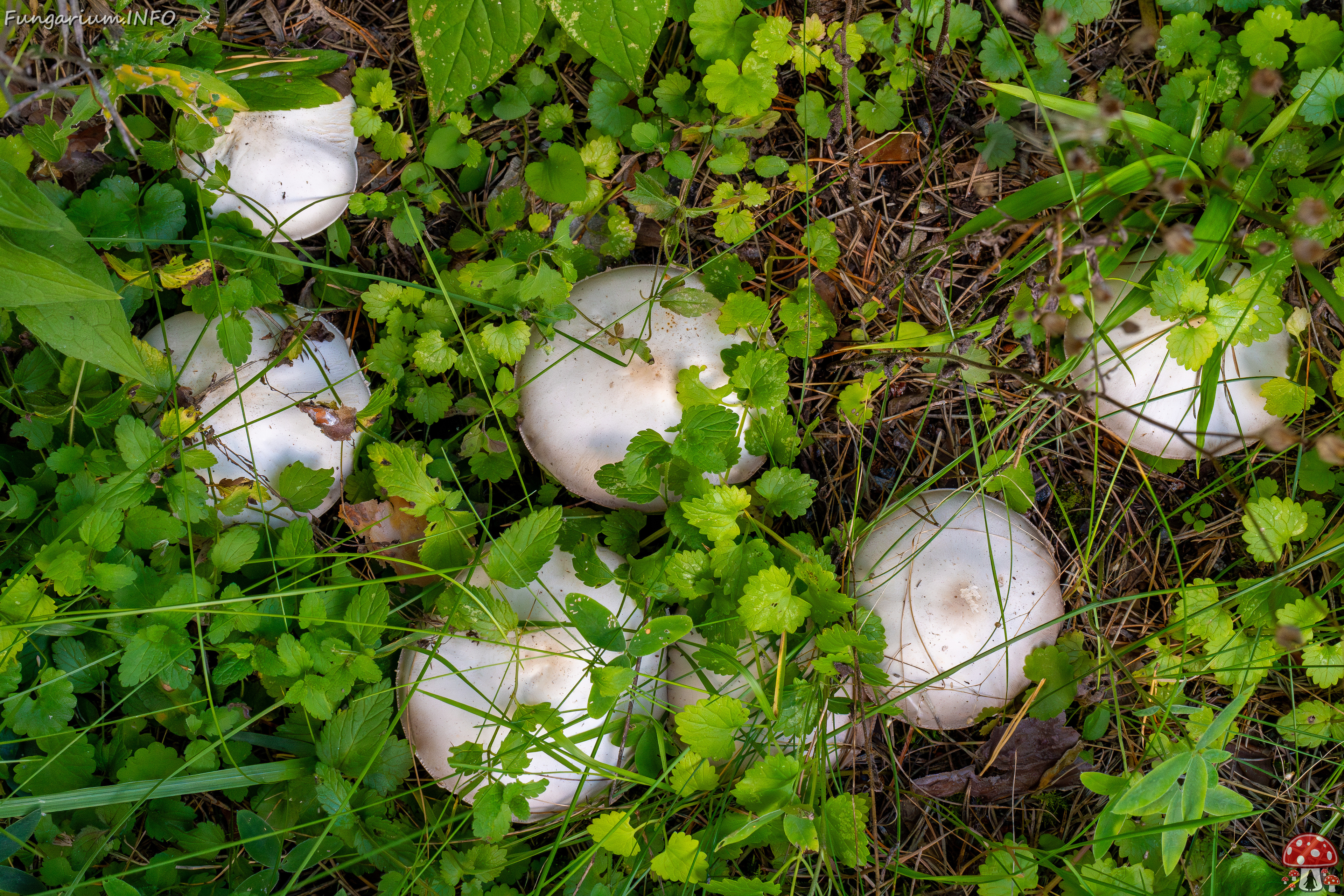 agaricus-xanthodermus_1-5 