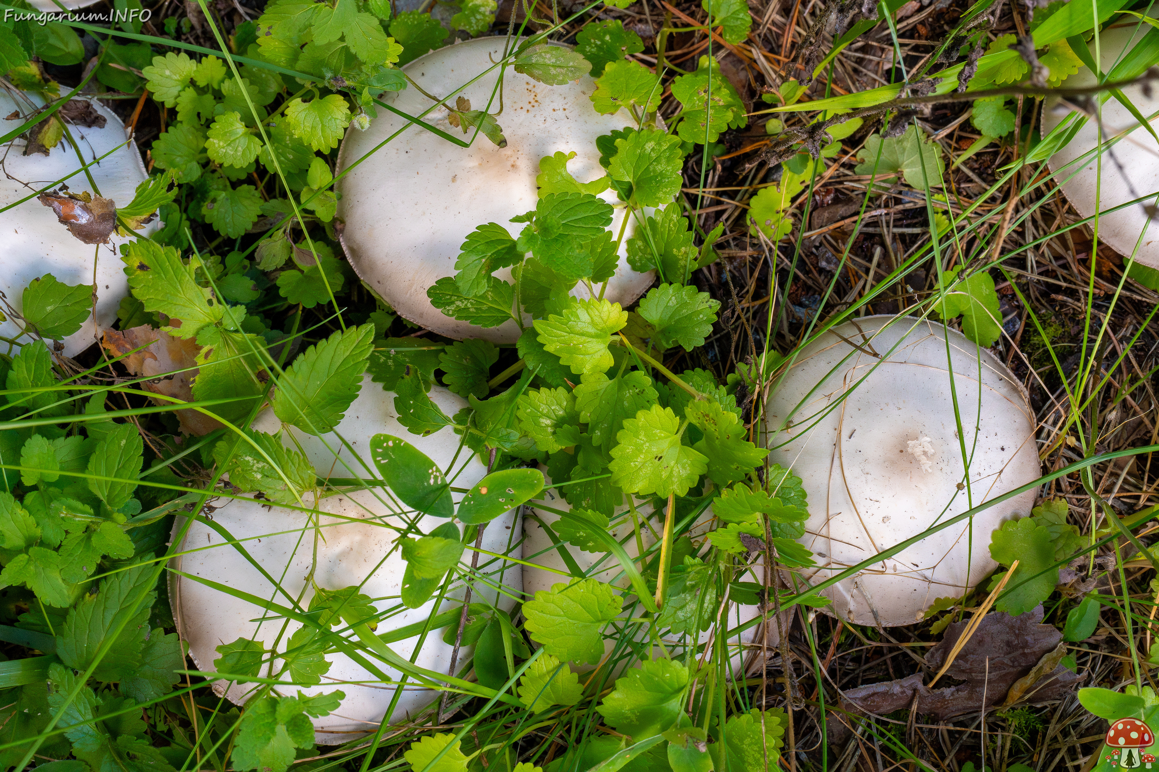 agaricus-xanthodermus_1-6 