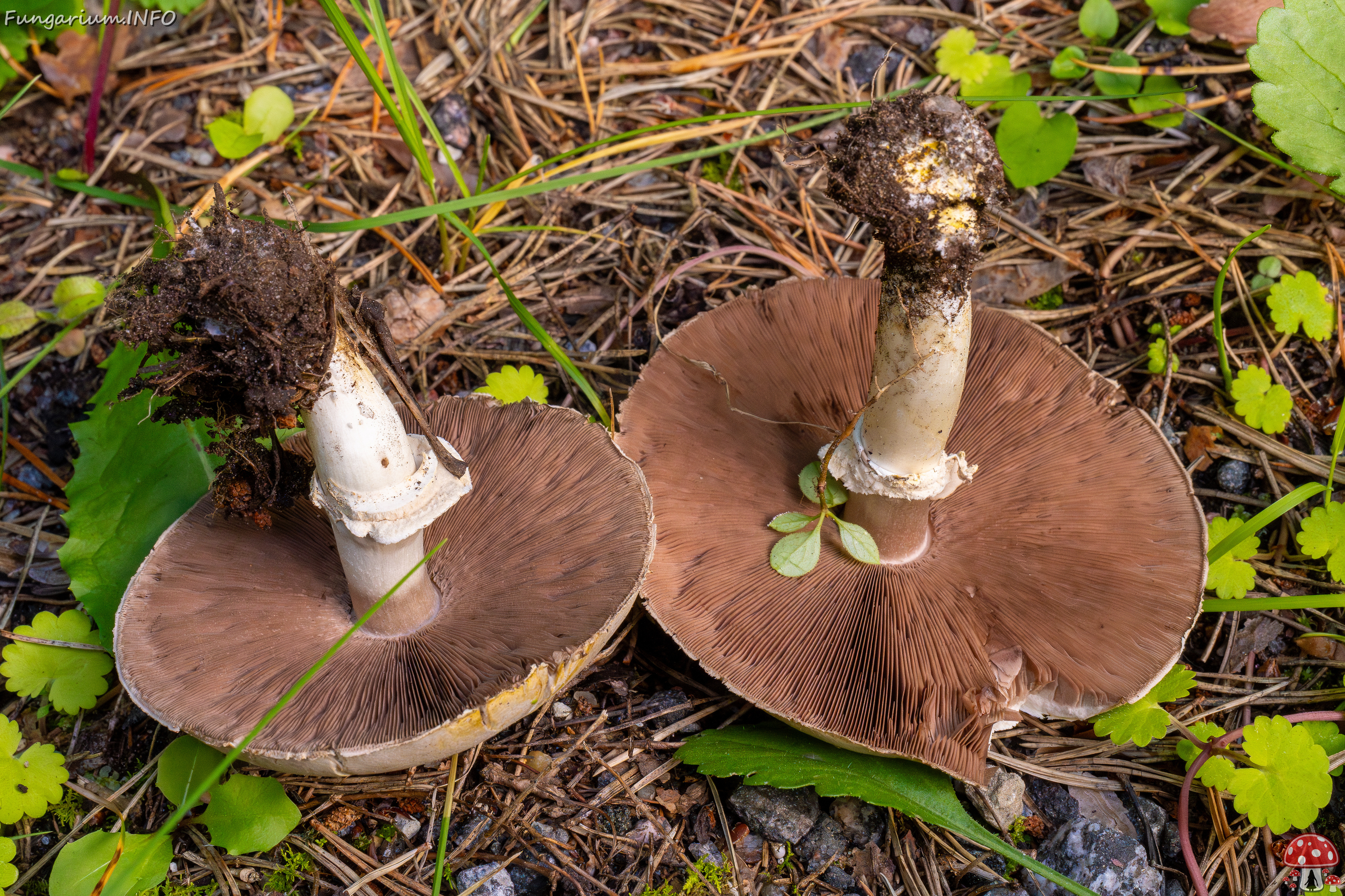 agaricus-xanthodermus_1-7 