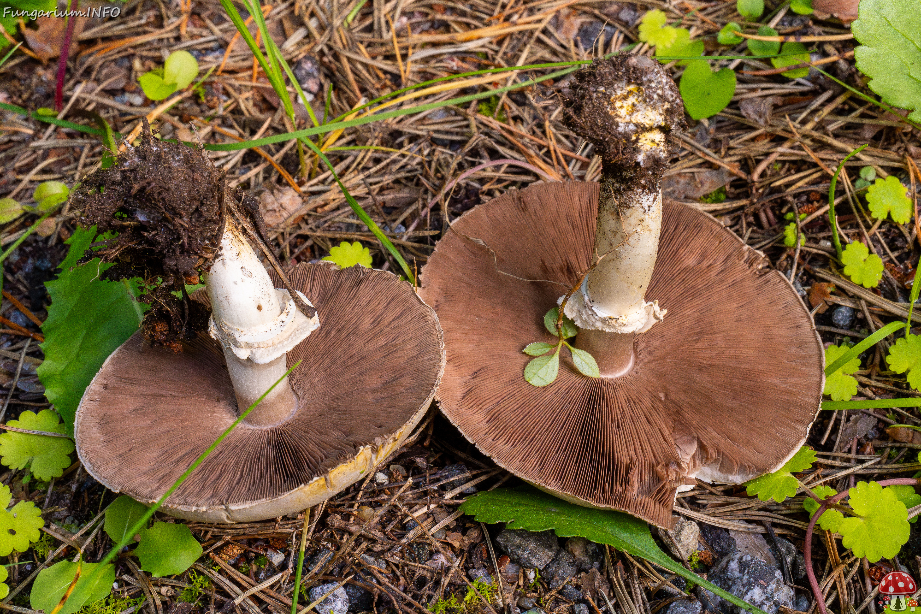 agaricus-xanthodermus_1-8 