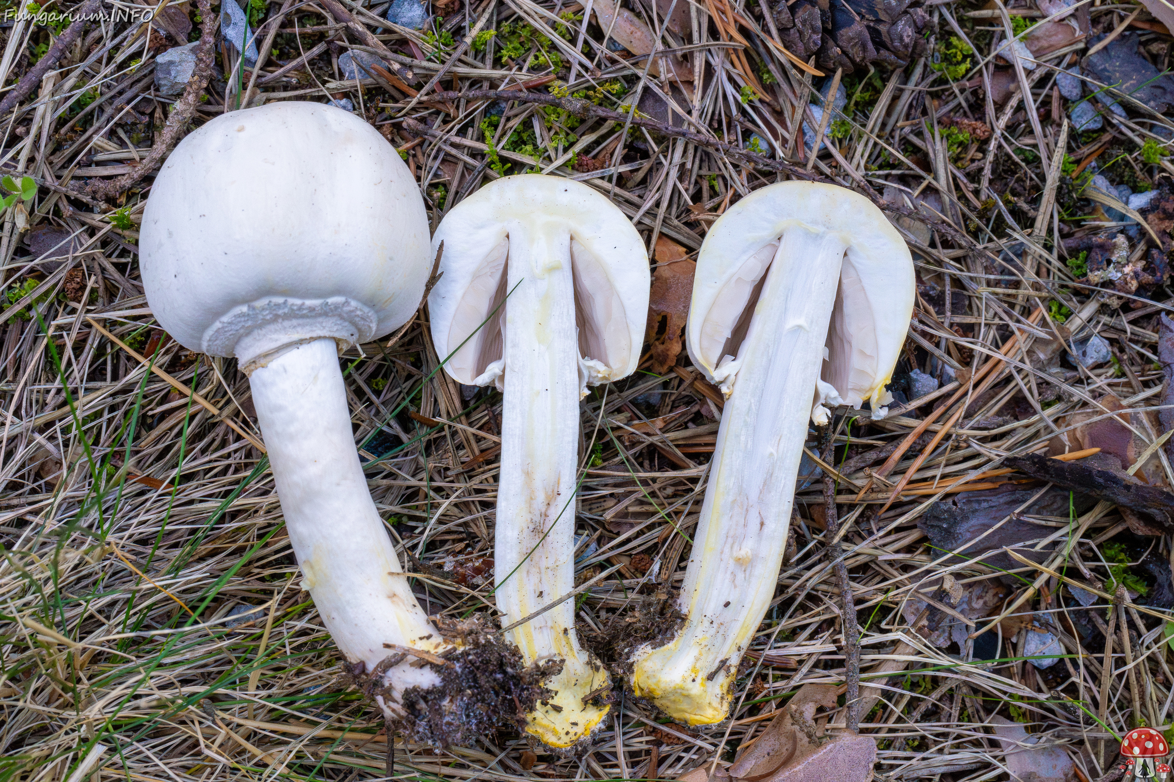 agaricus-xanthodermus_2-1 